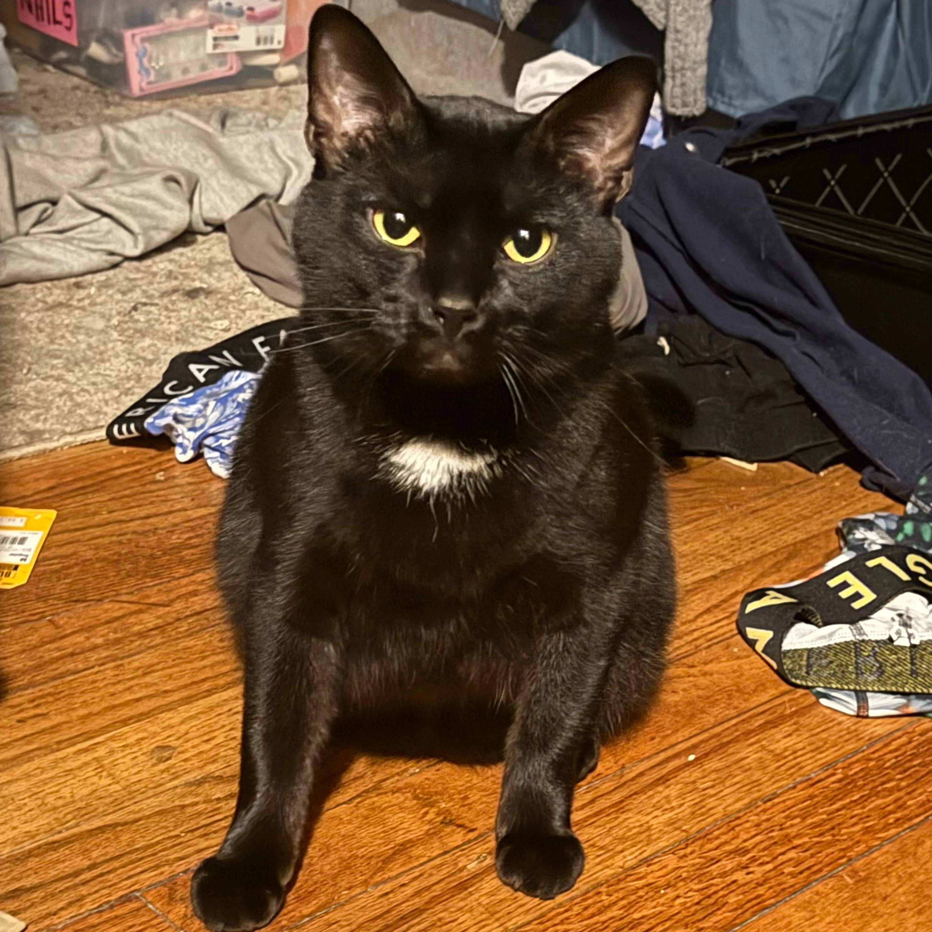 Lost pet-2