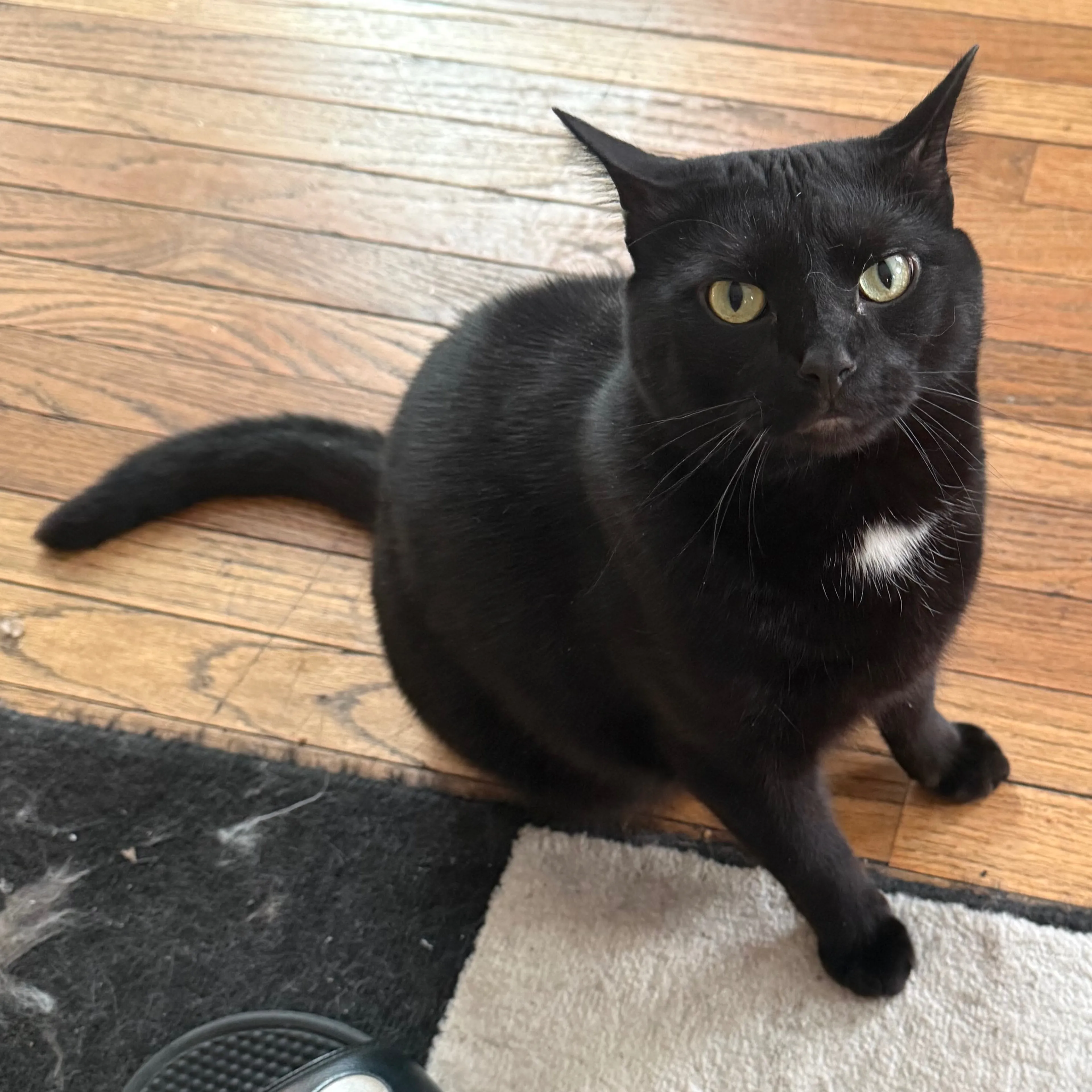 Lost pet-3