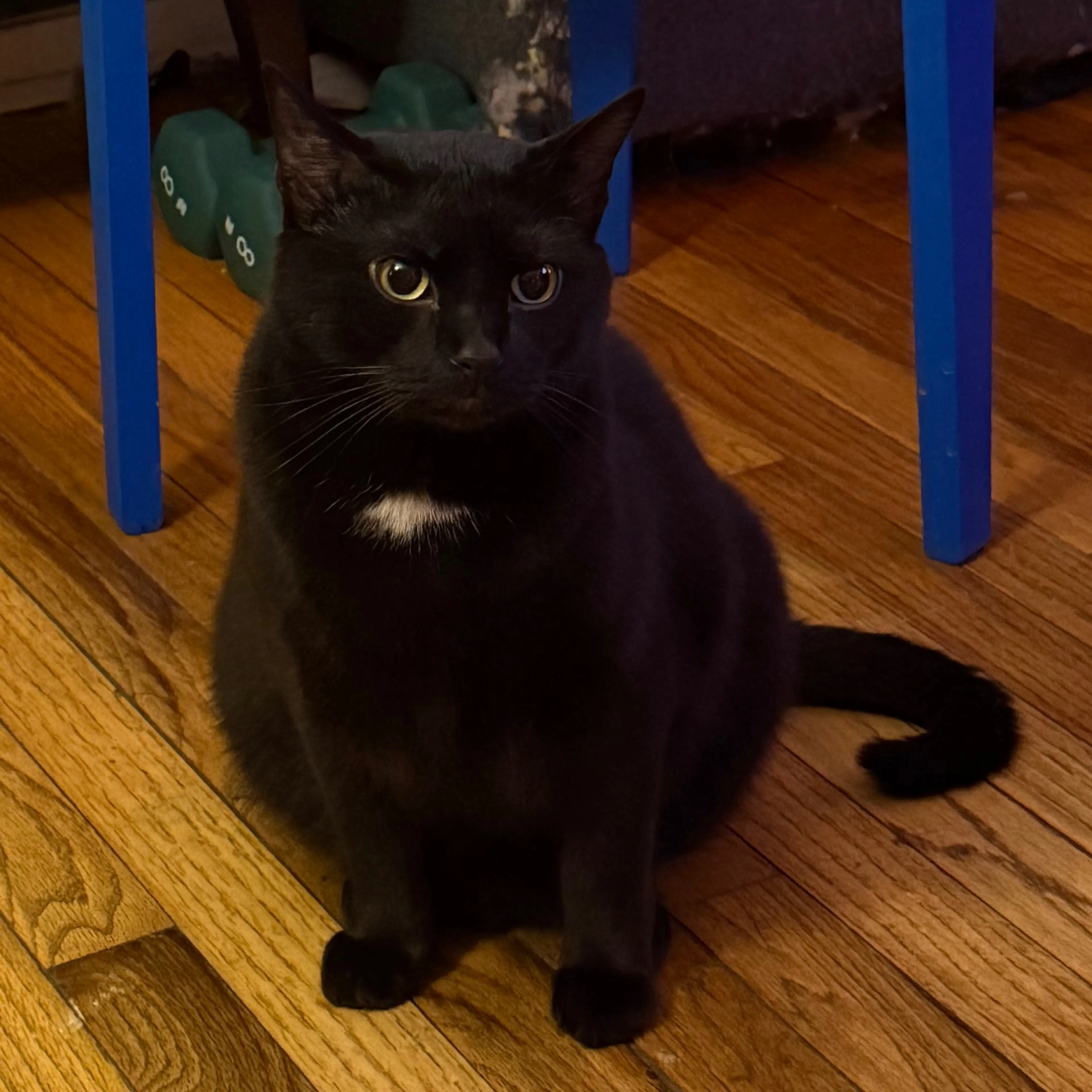 Lost pet-1