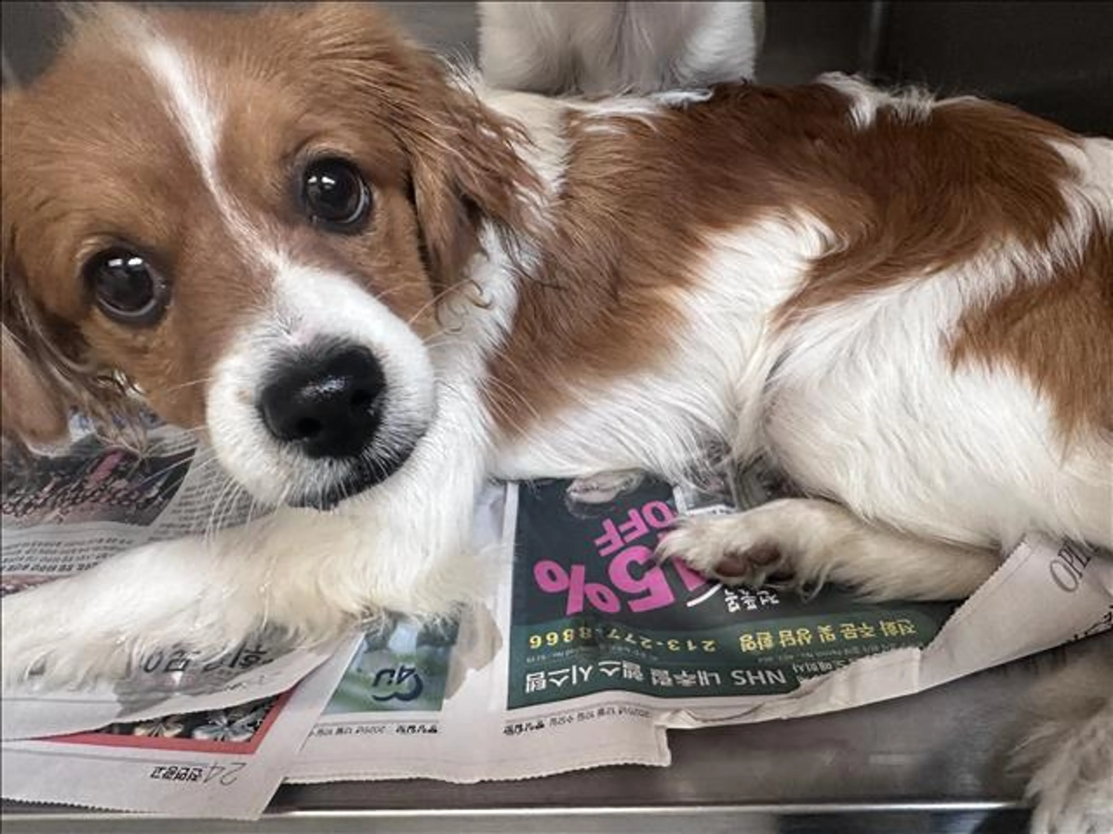 Found pet
