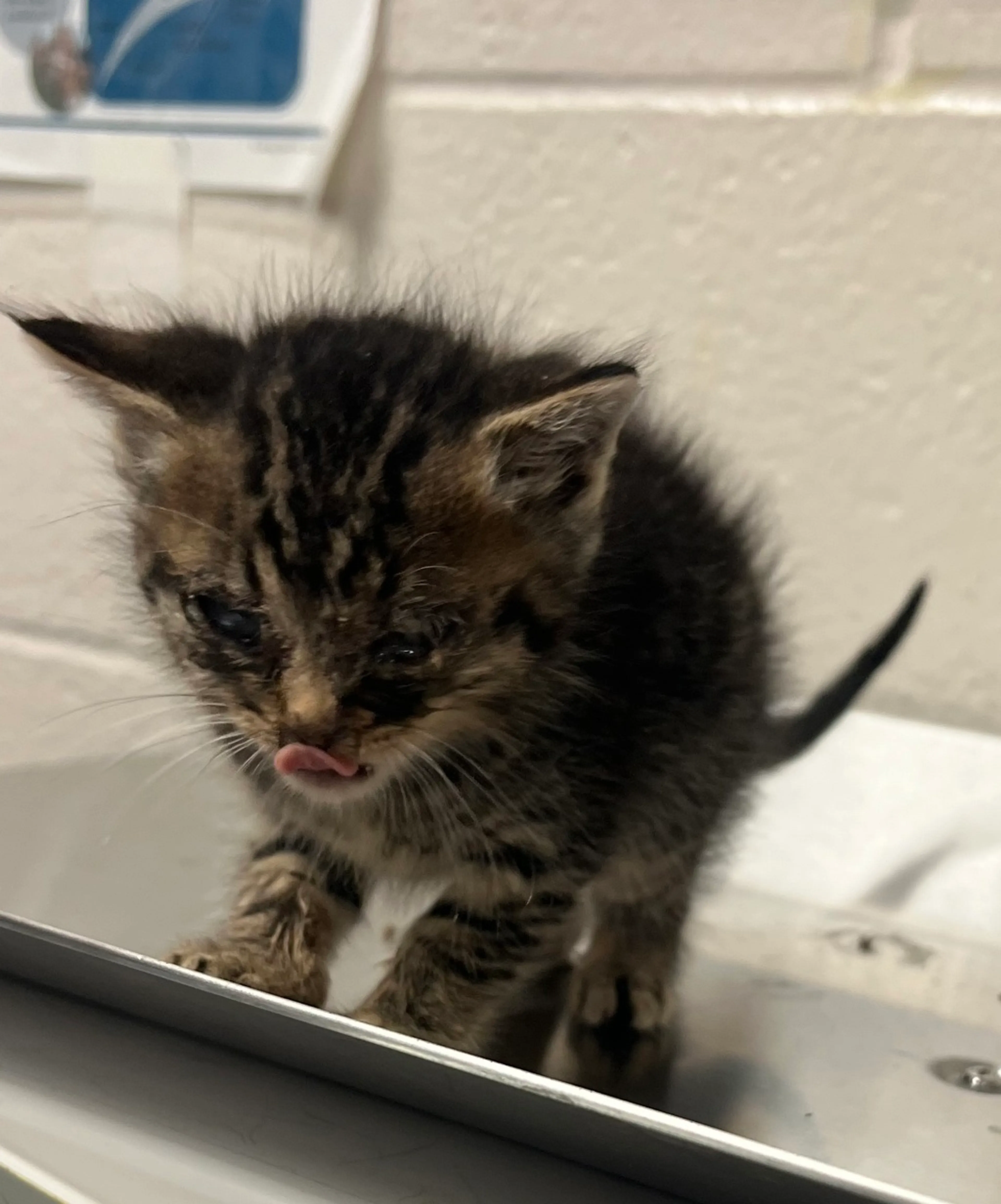 Found pet