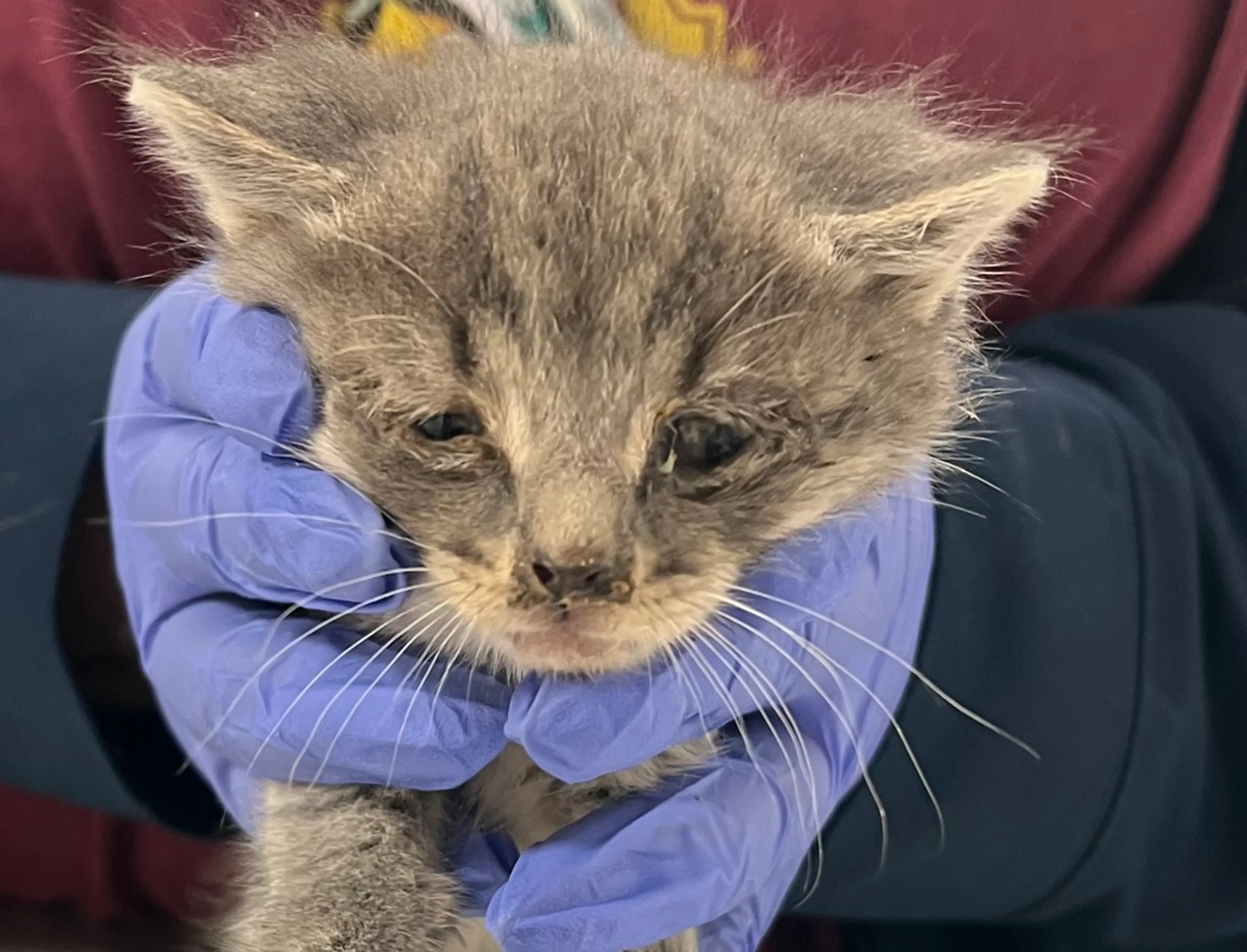 Found pet