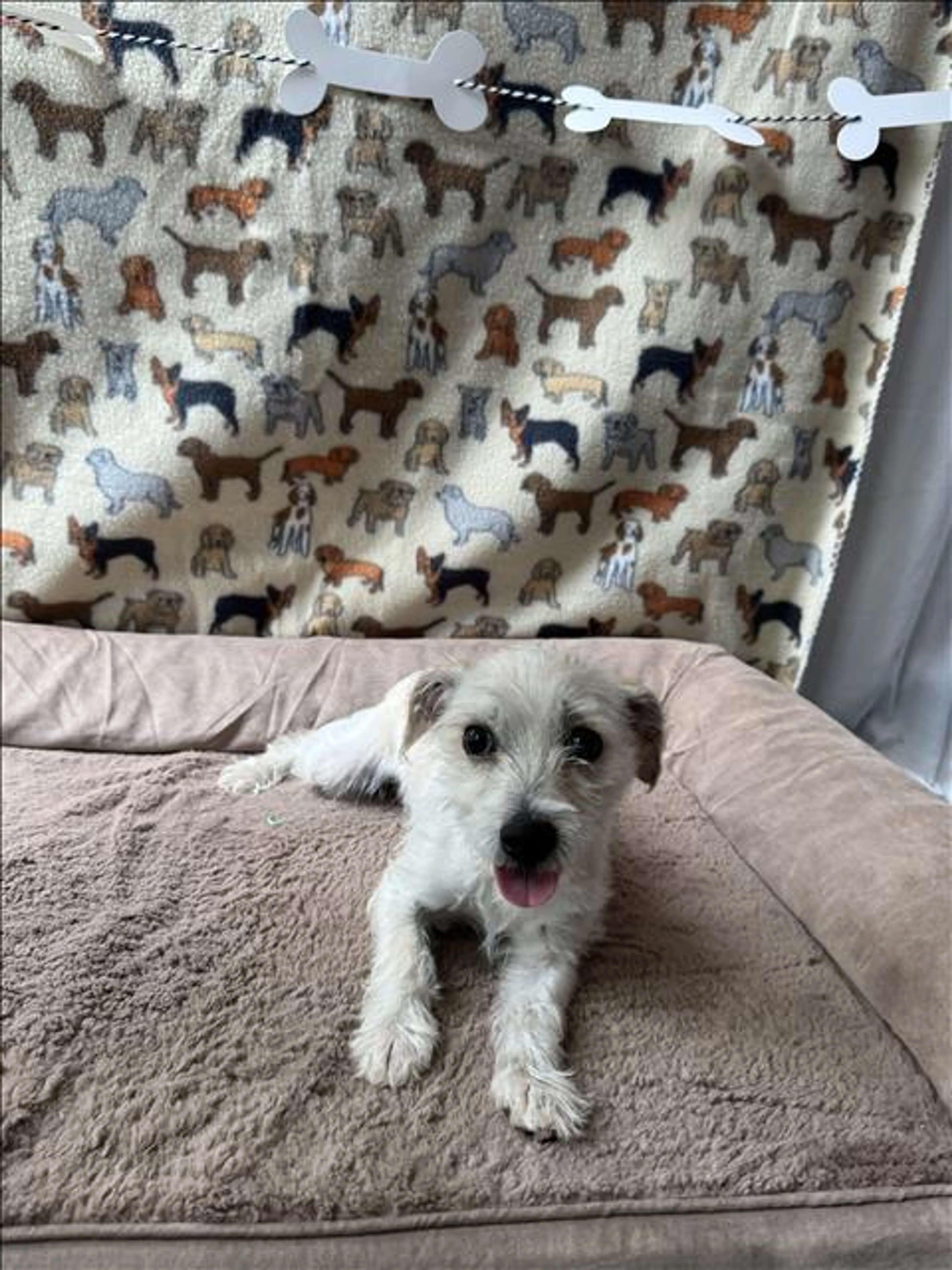 Found pet