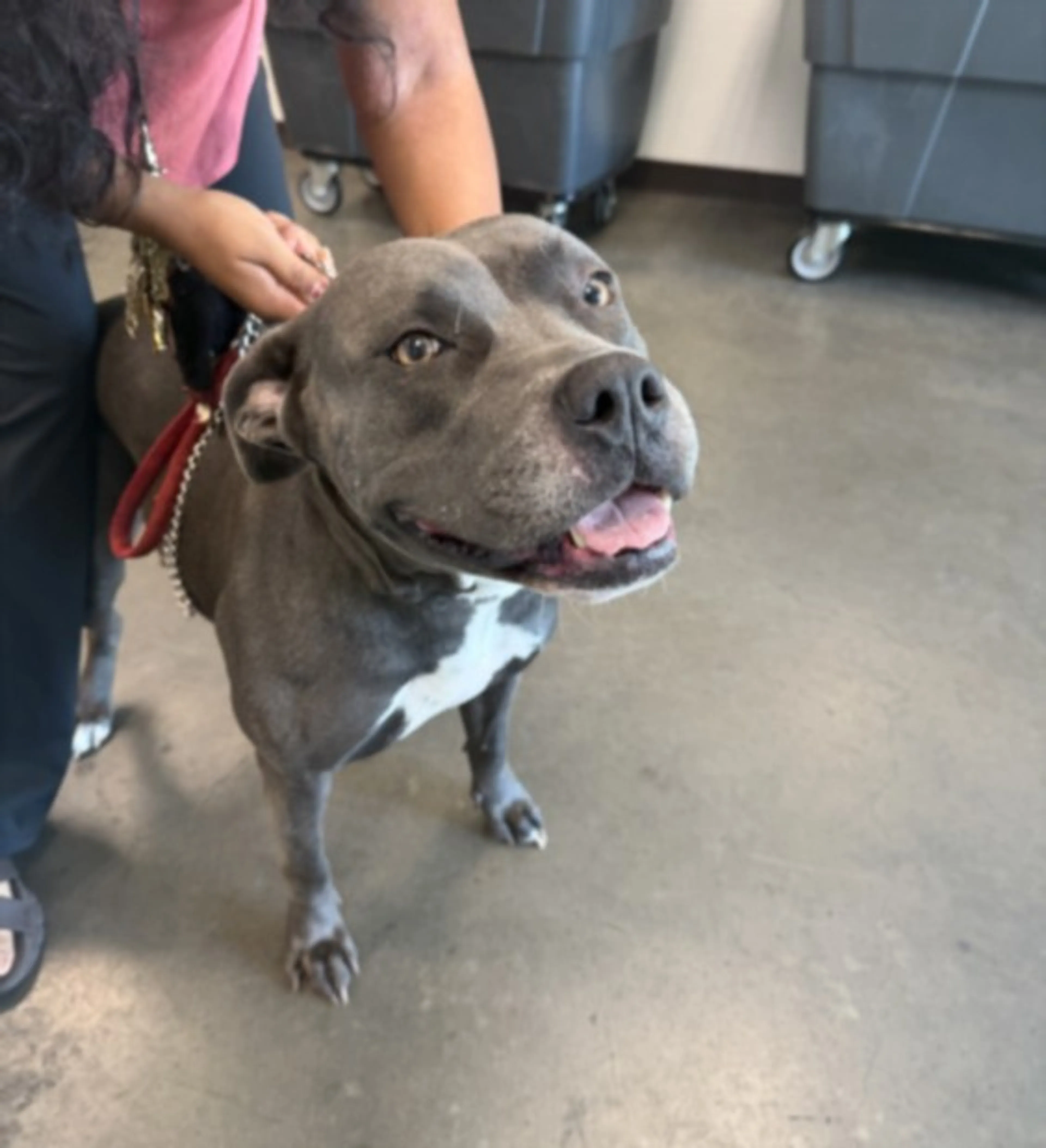 Found pet