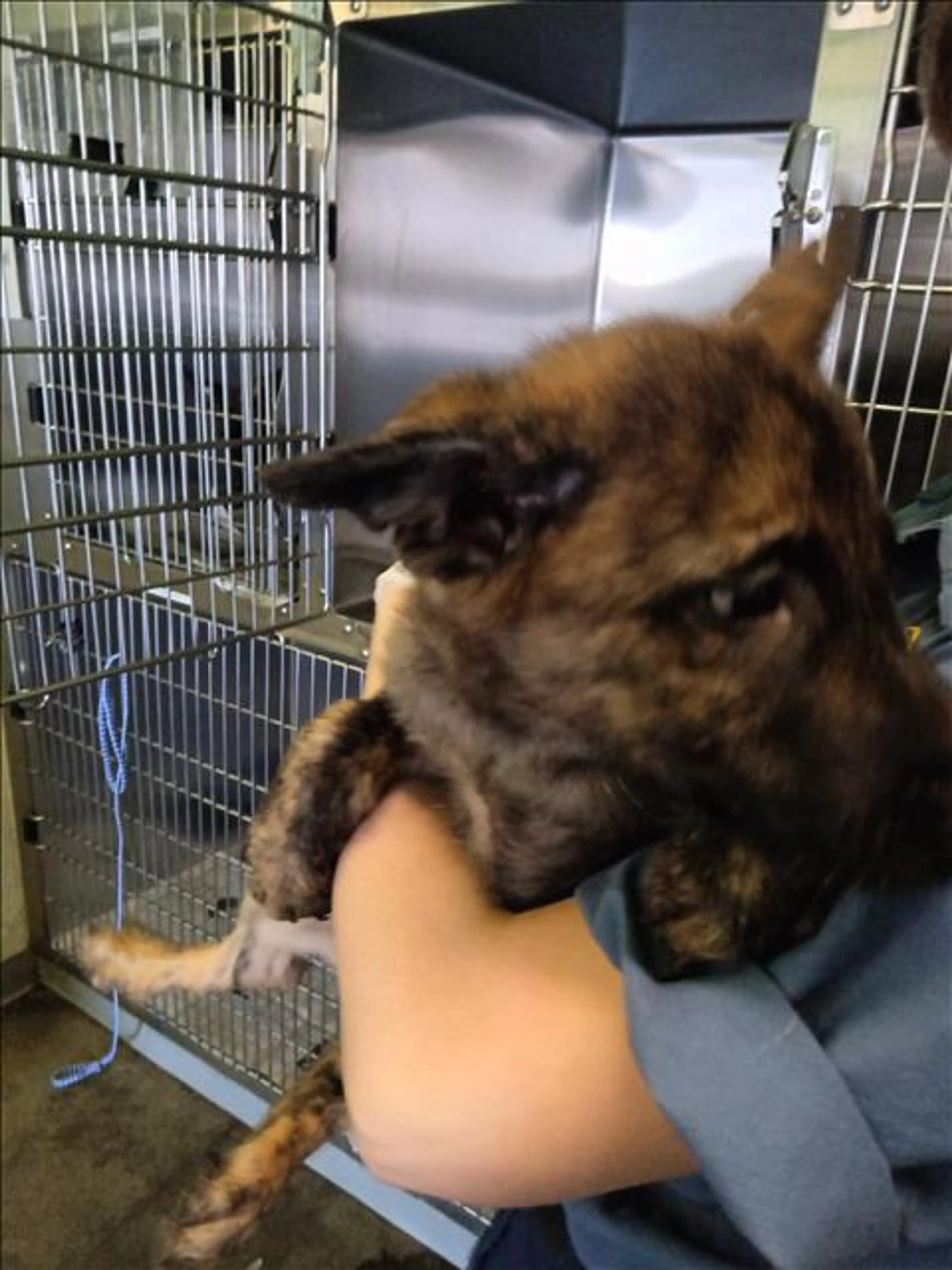 Found pet