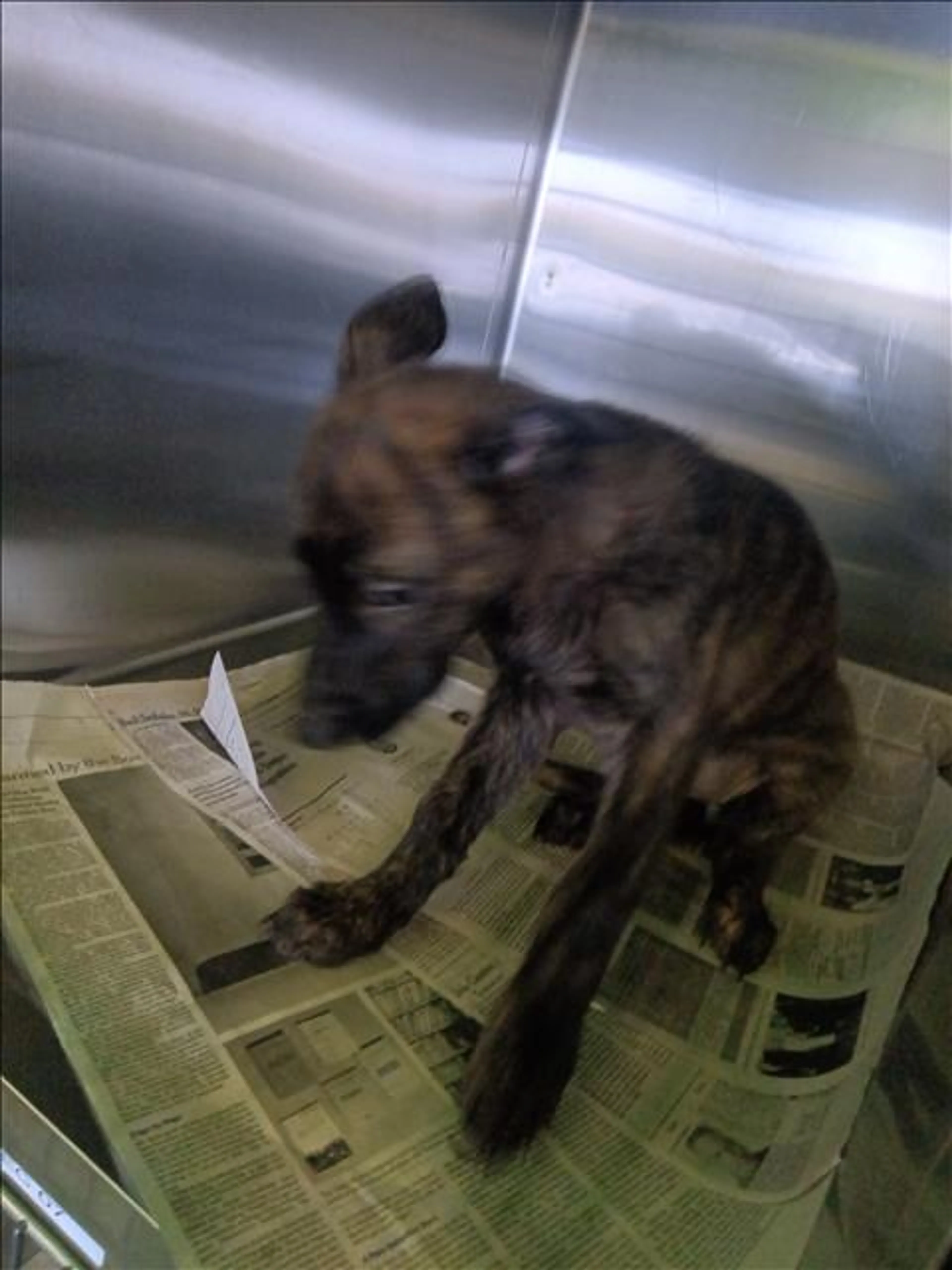 Found pet