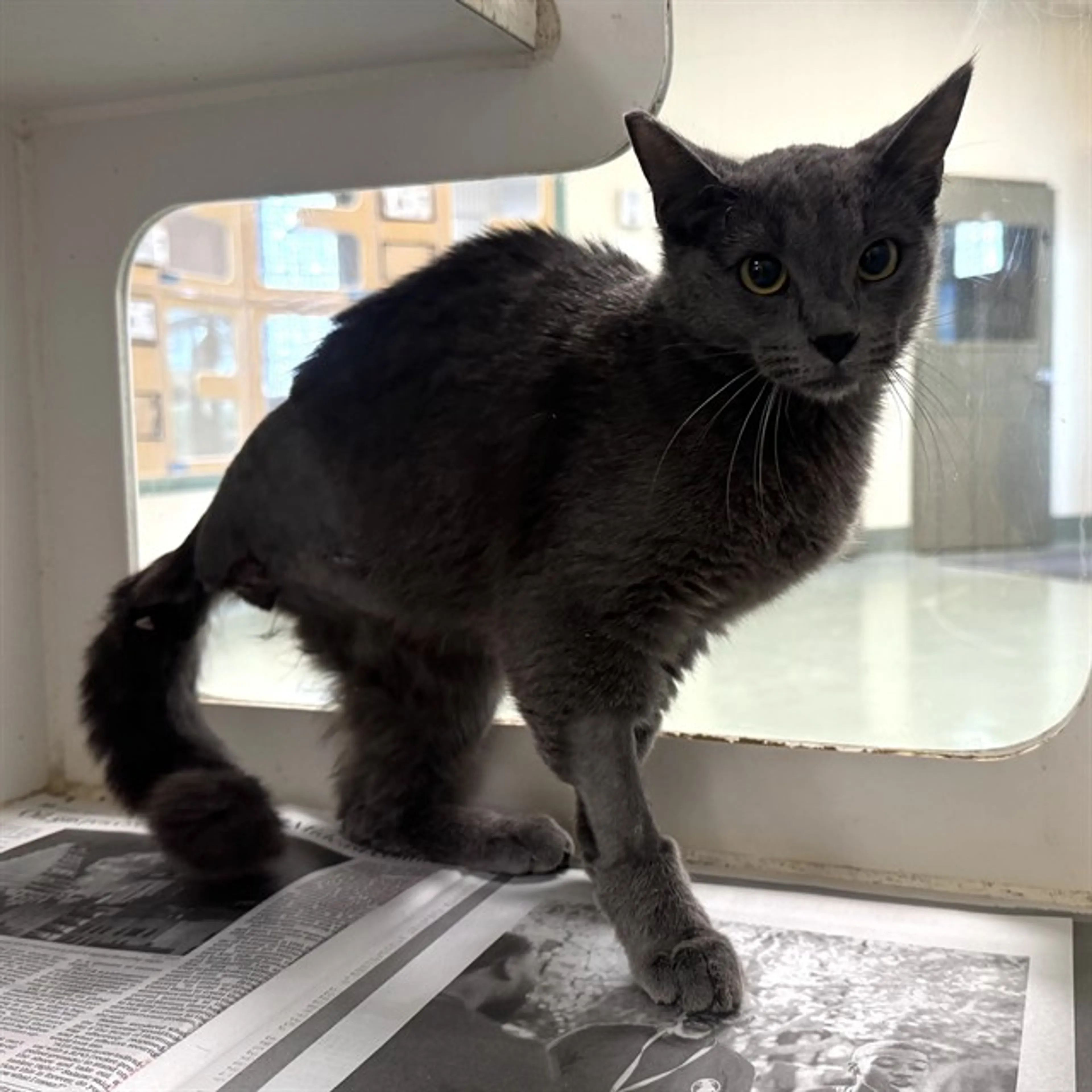 Found pet