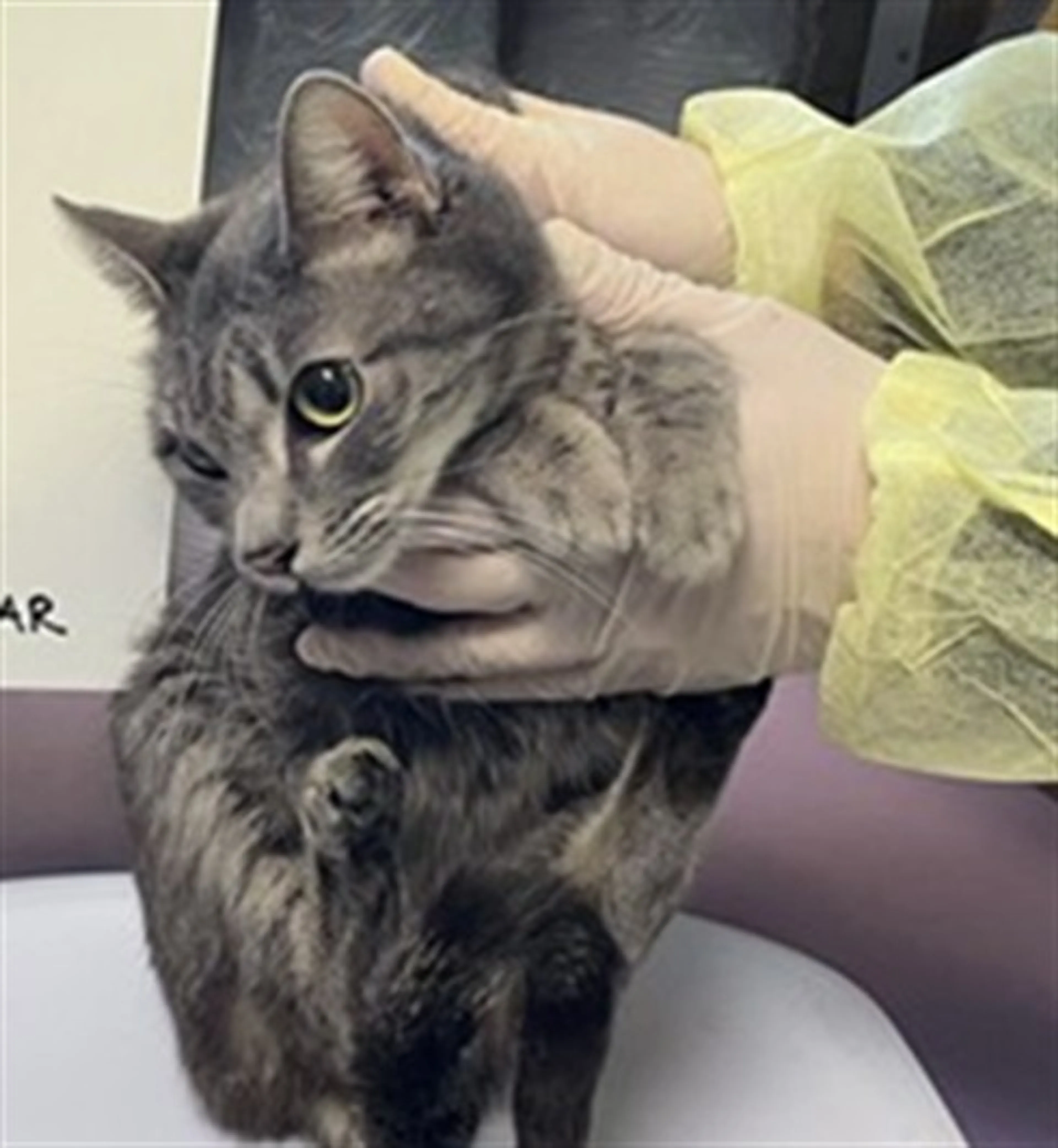 Found pet
