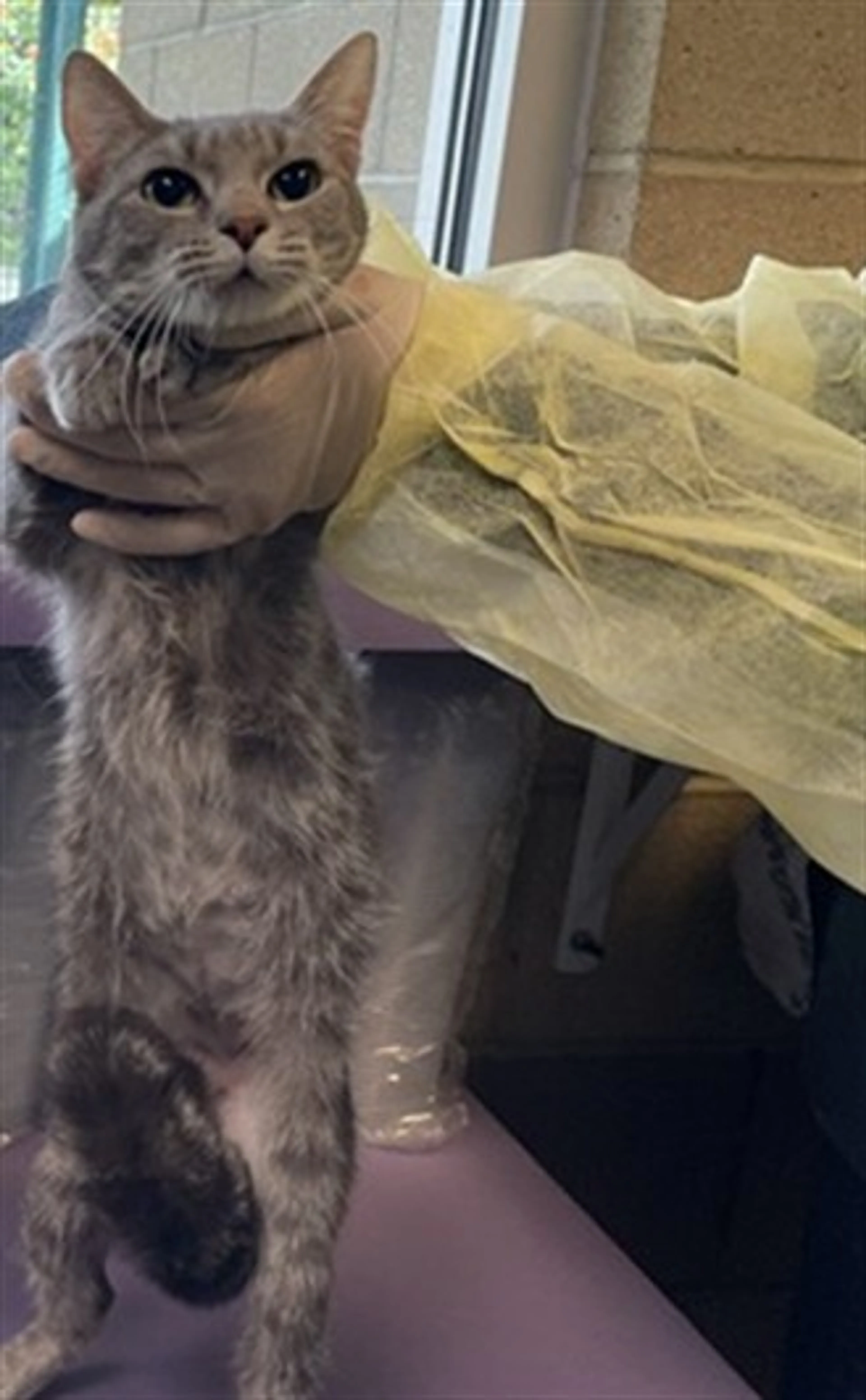 Found pet