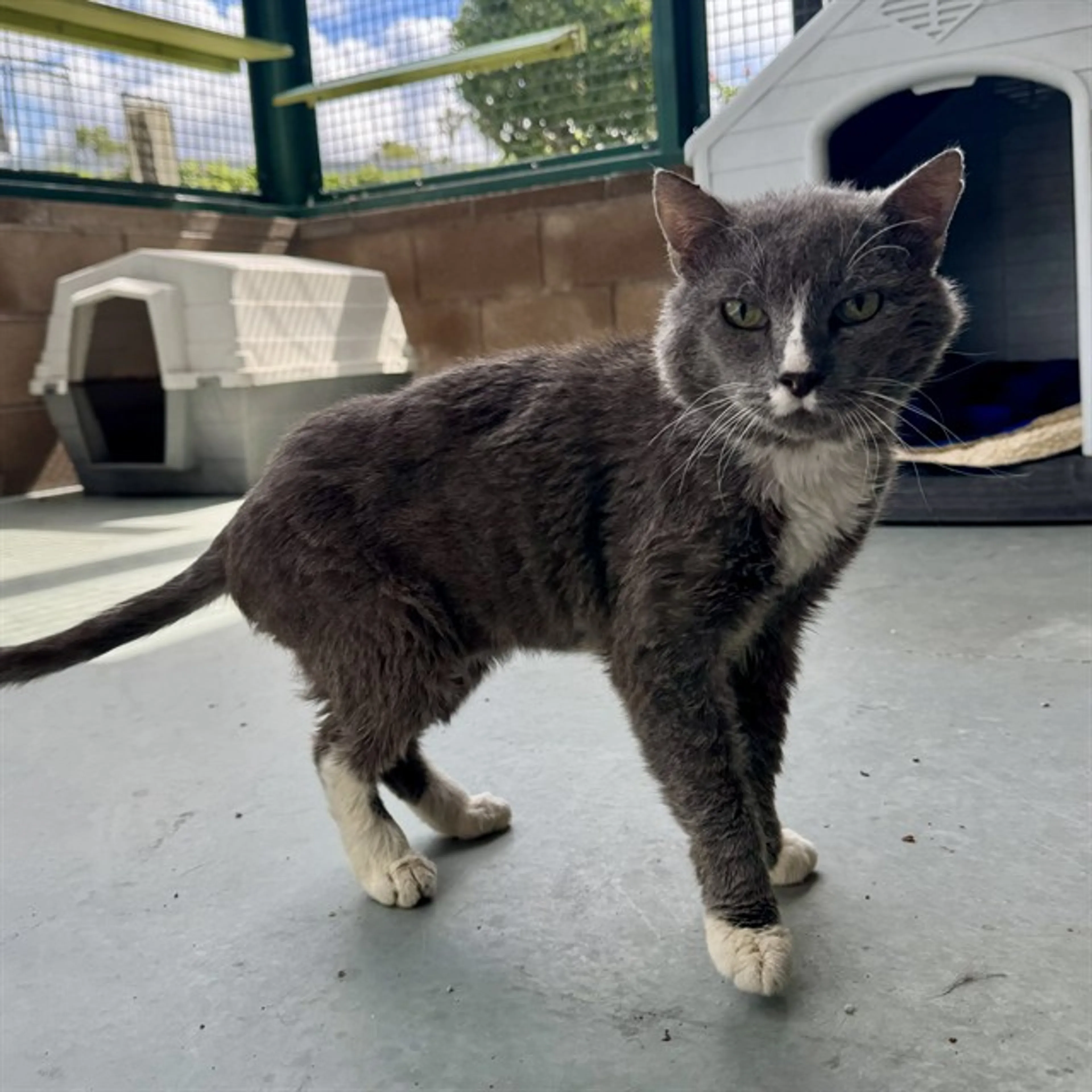 Found pet