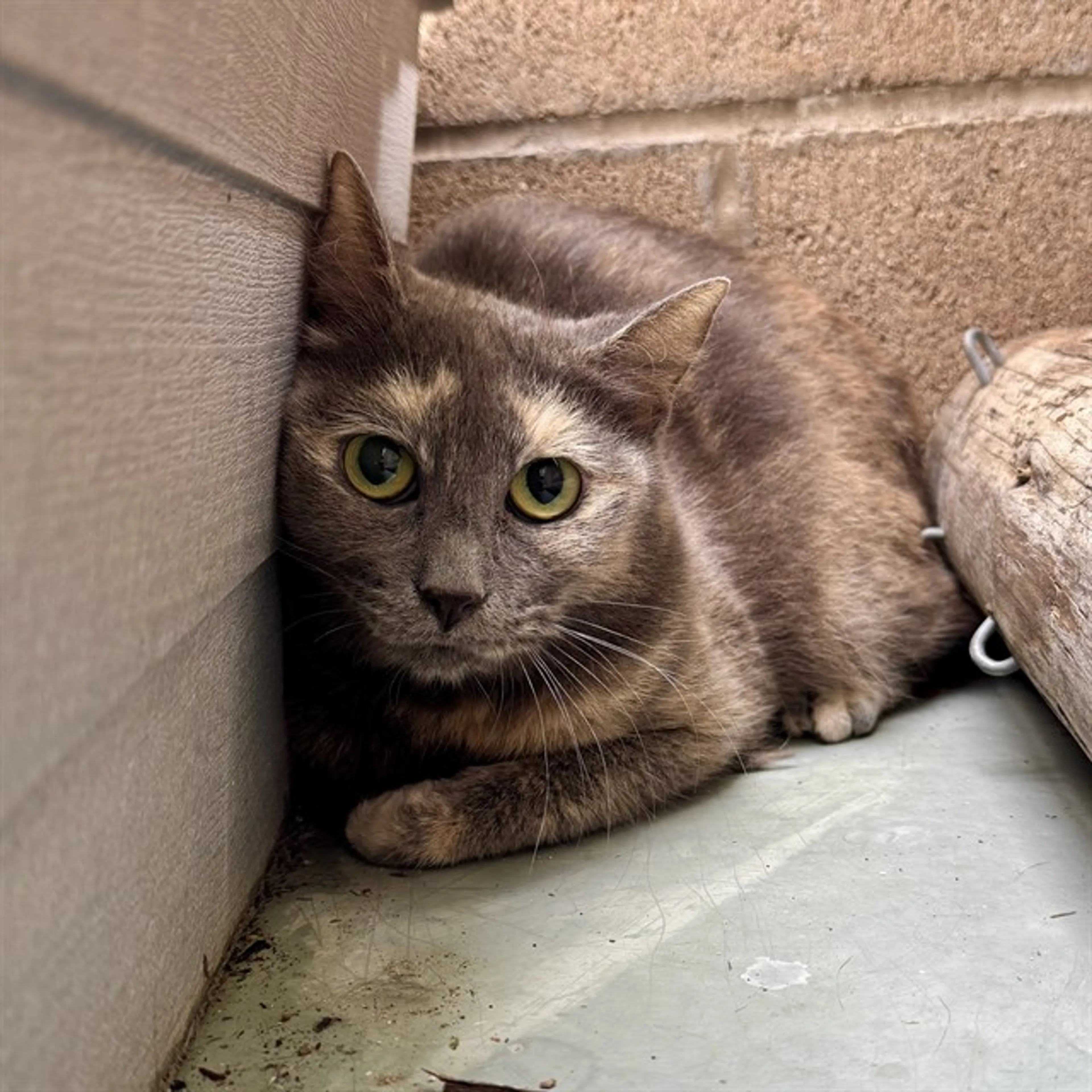Found pet