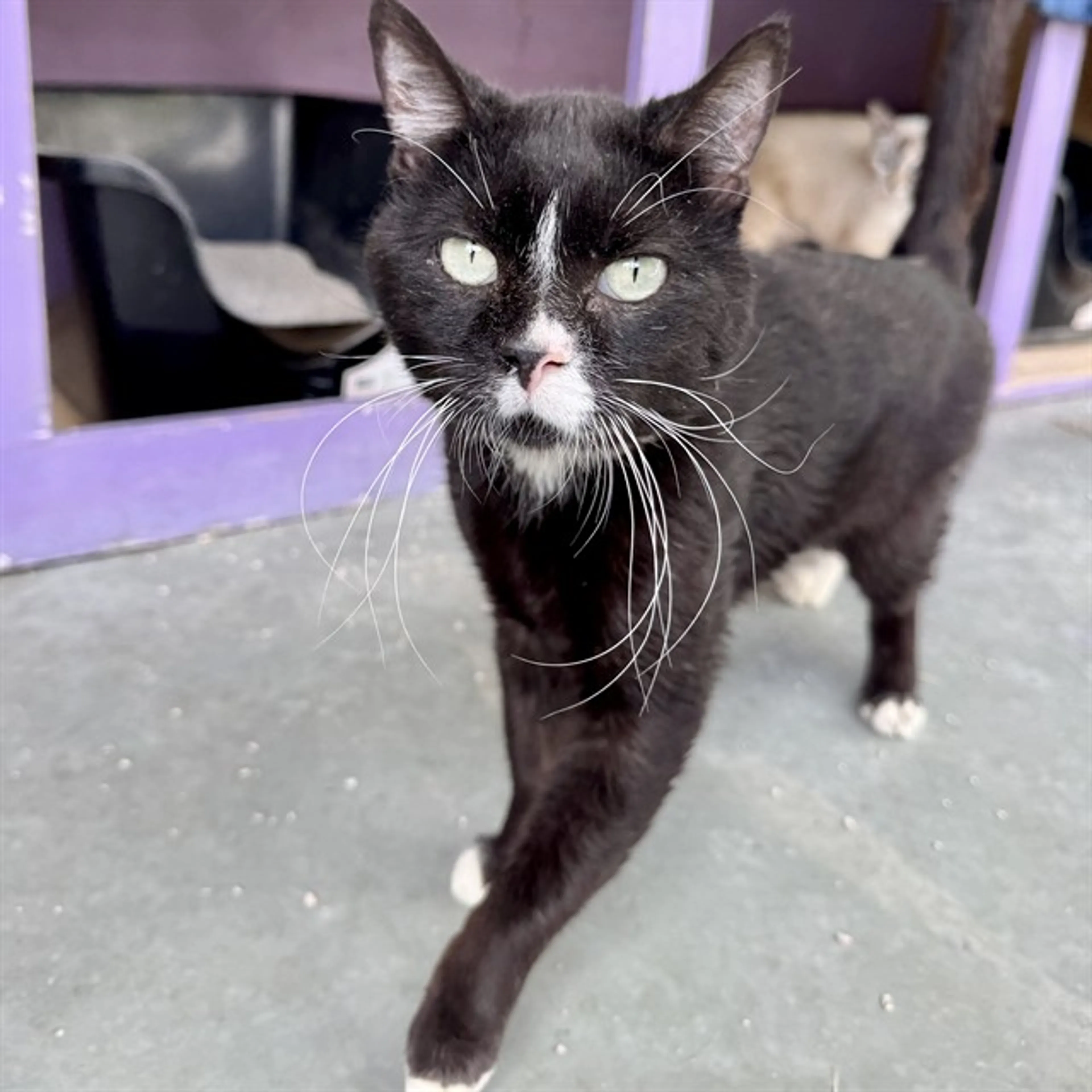 Found pet