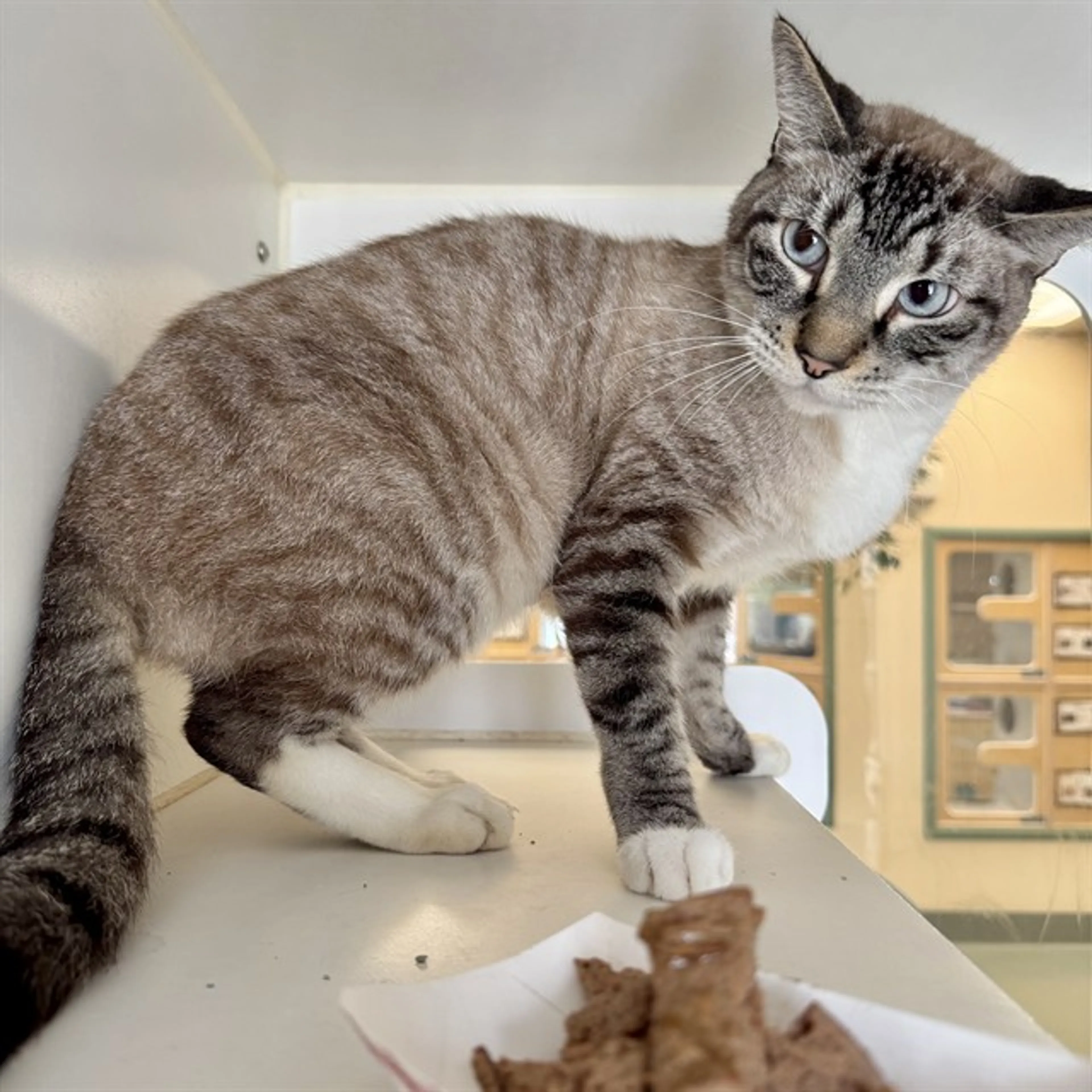 Found pet