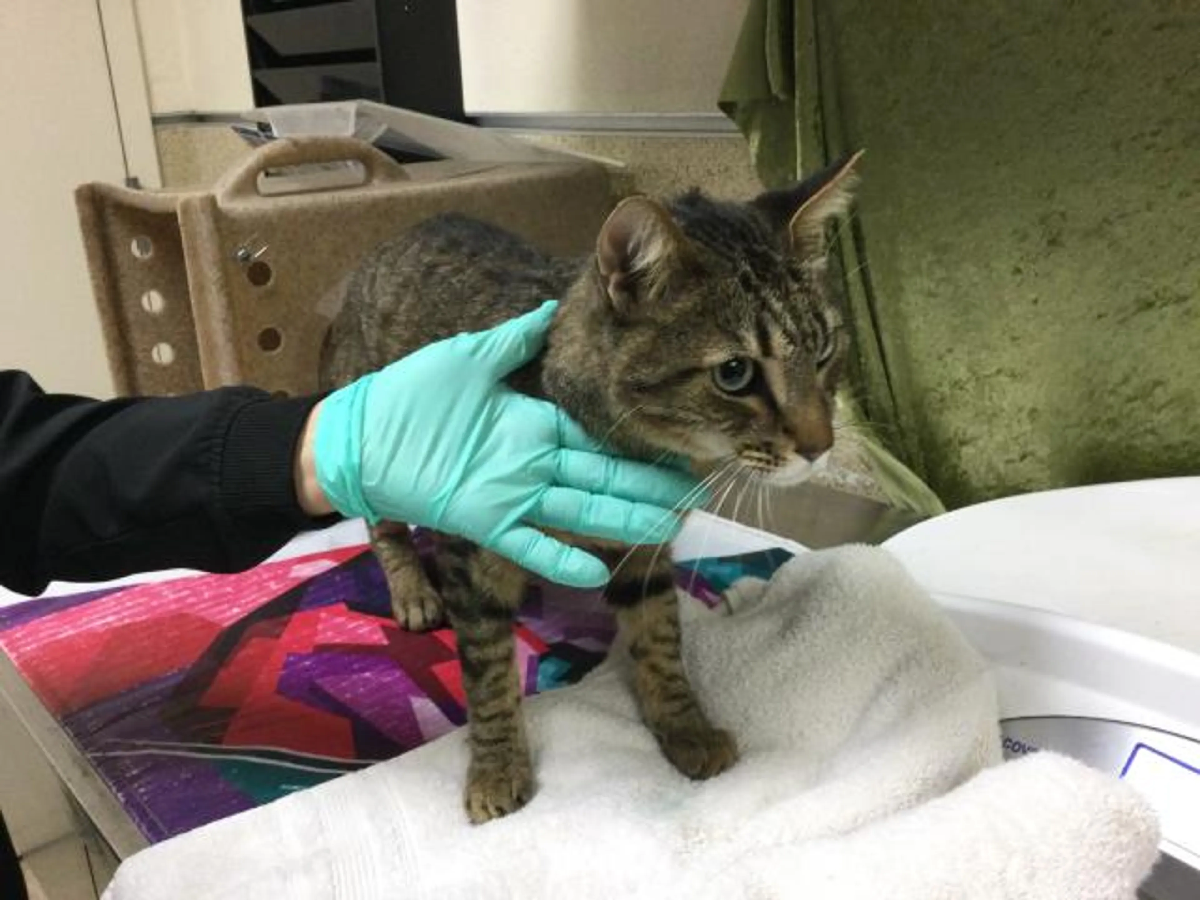 Found pet