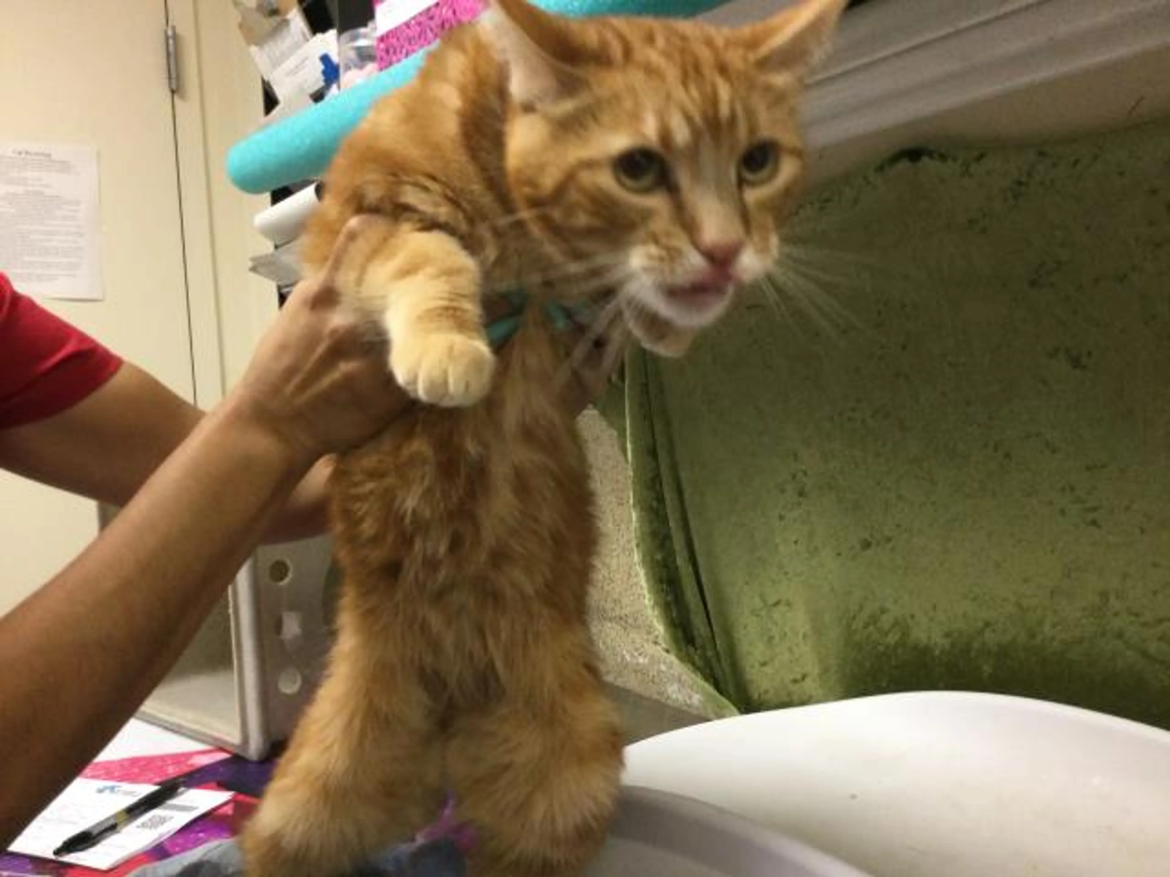 Found pet