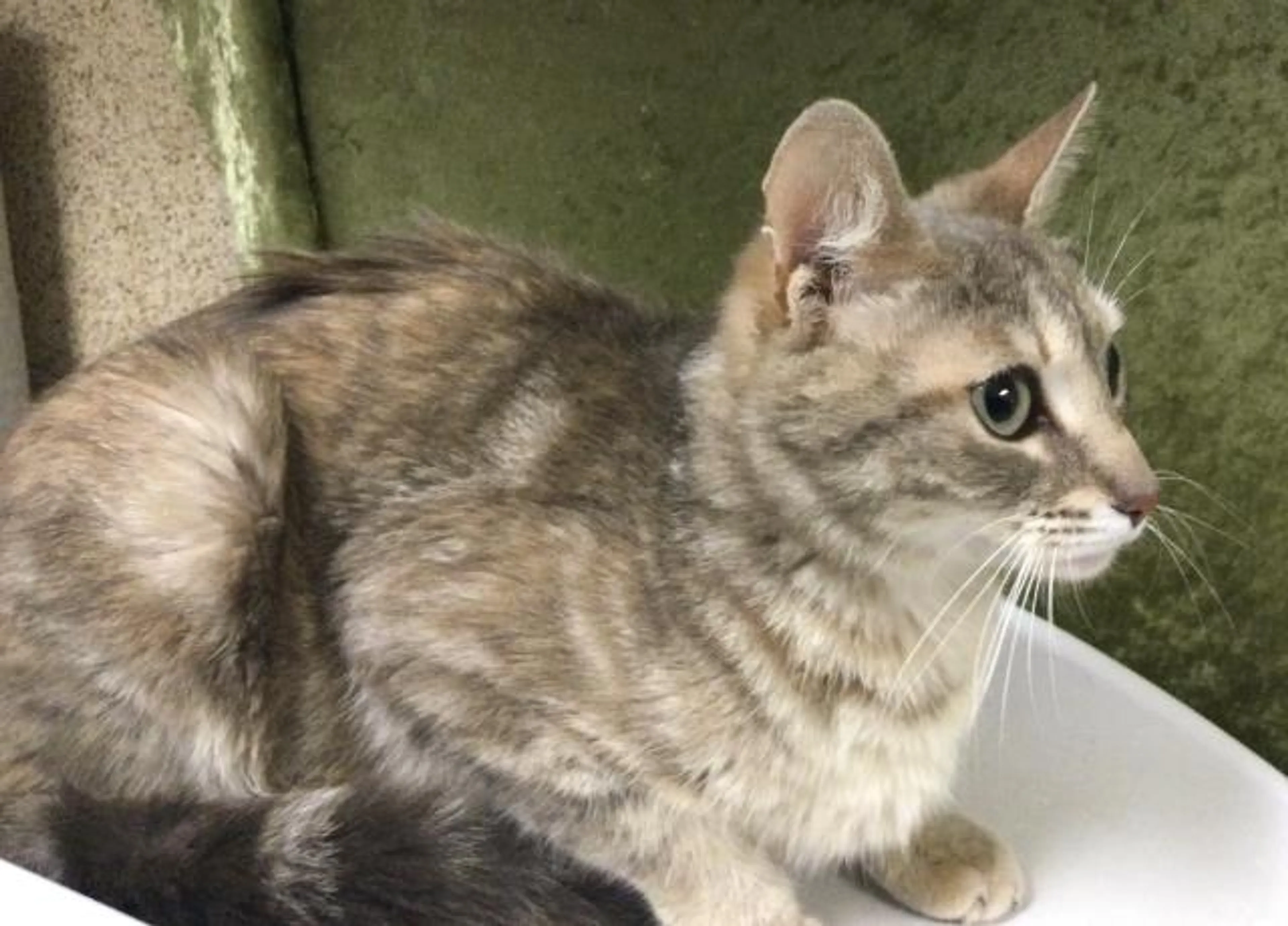 Found pet