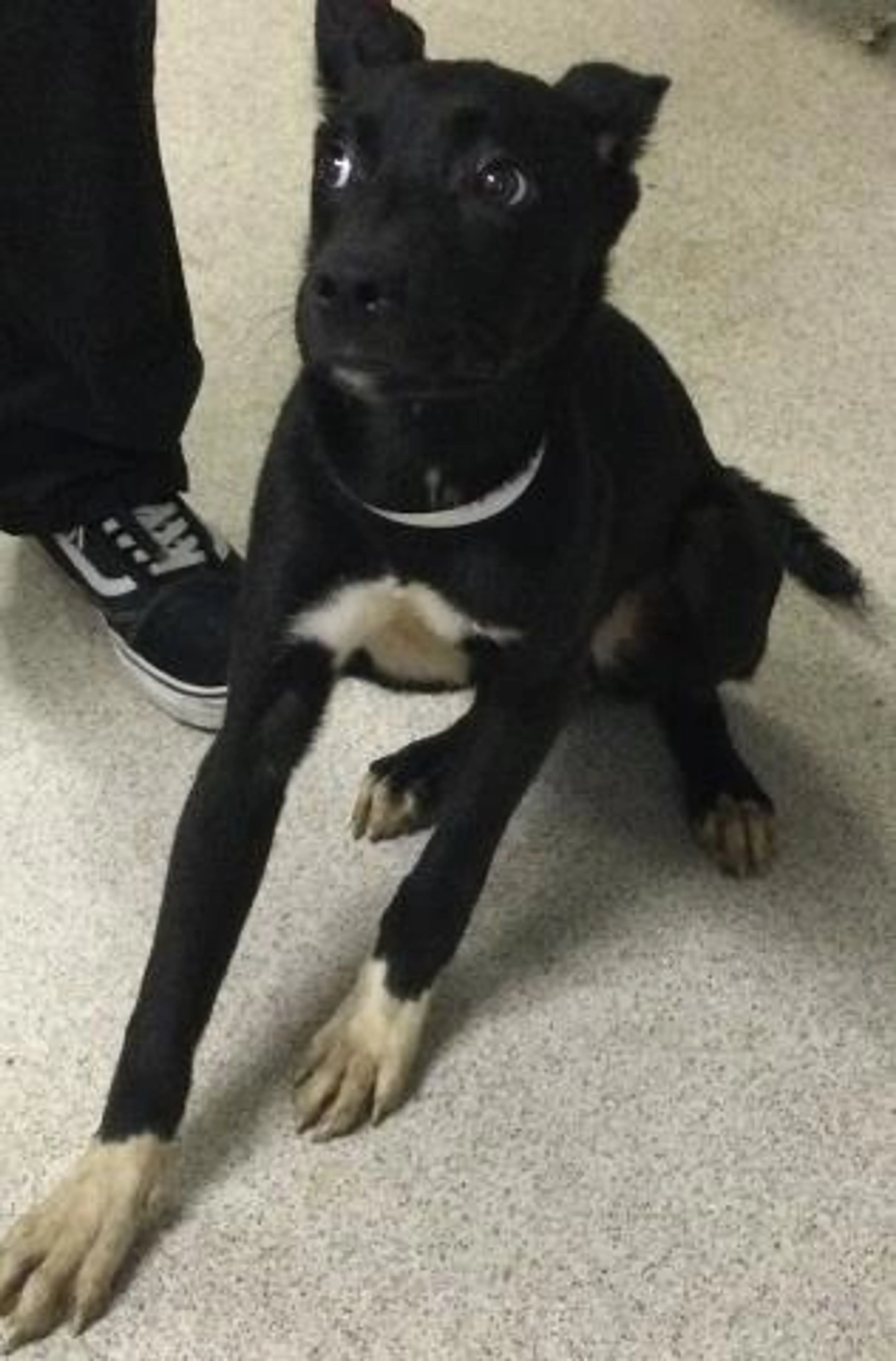 Found pet