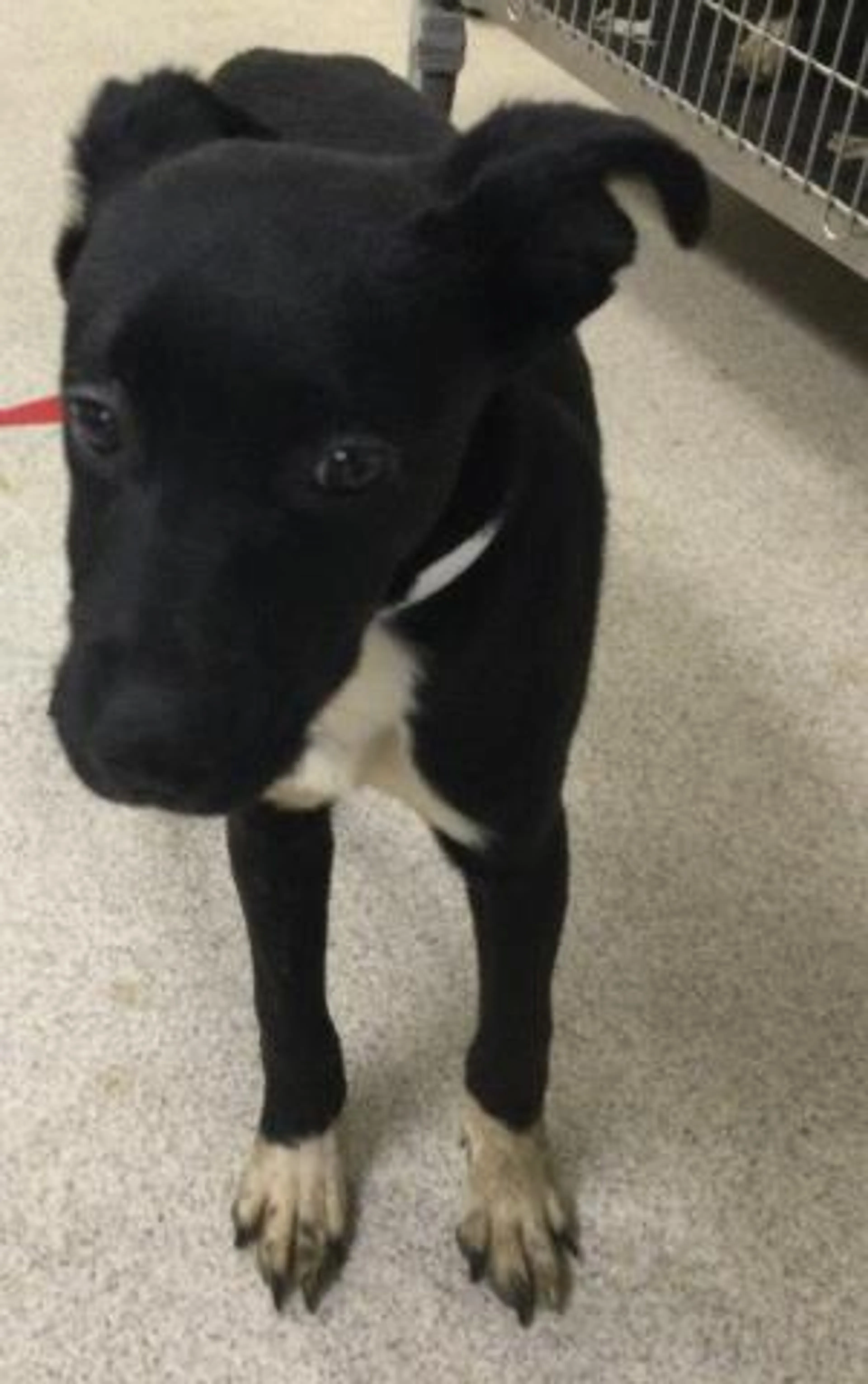 Found pet
