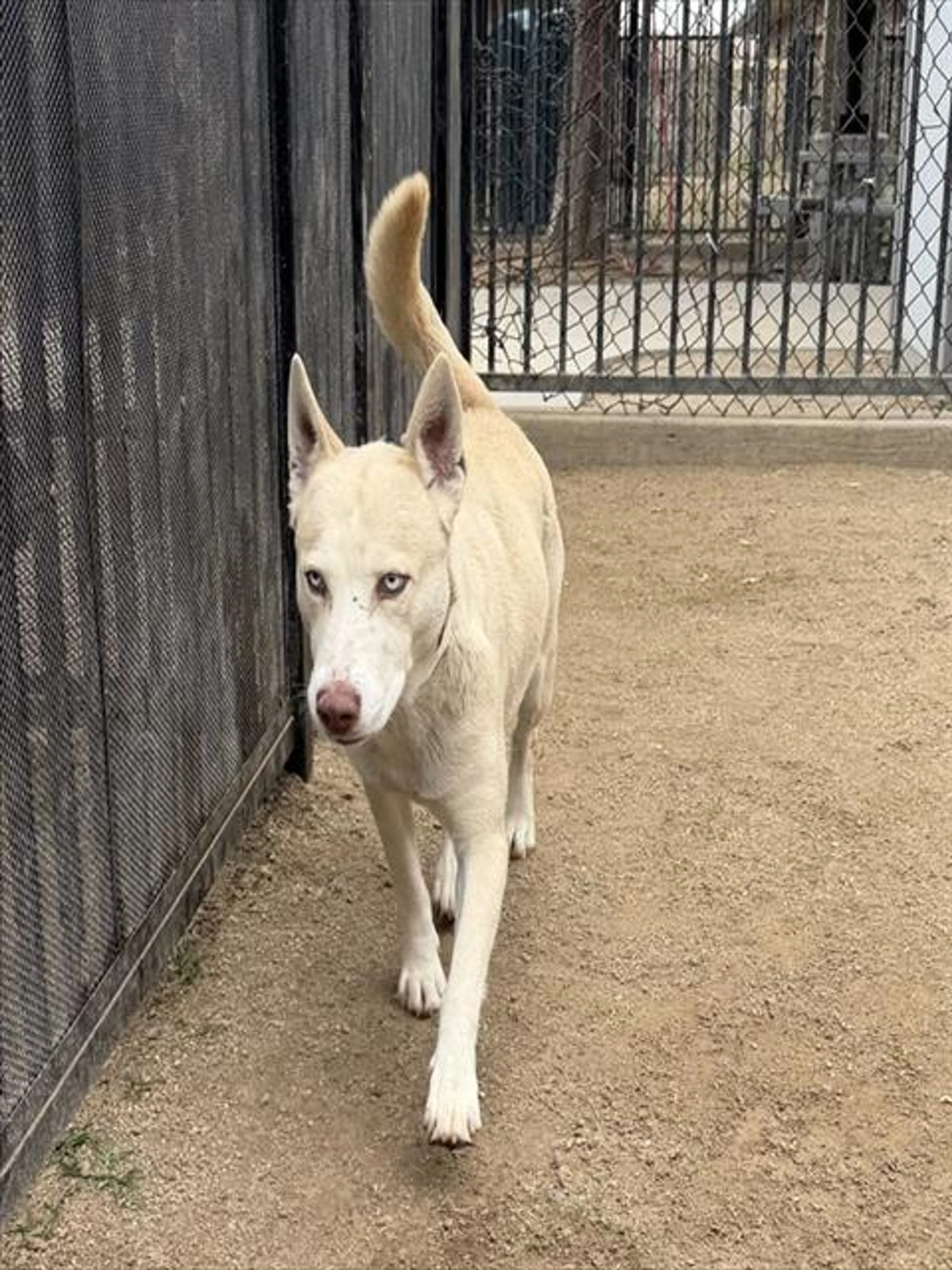 Found pet
