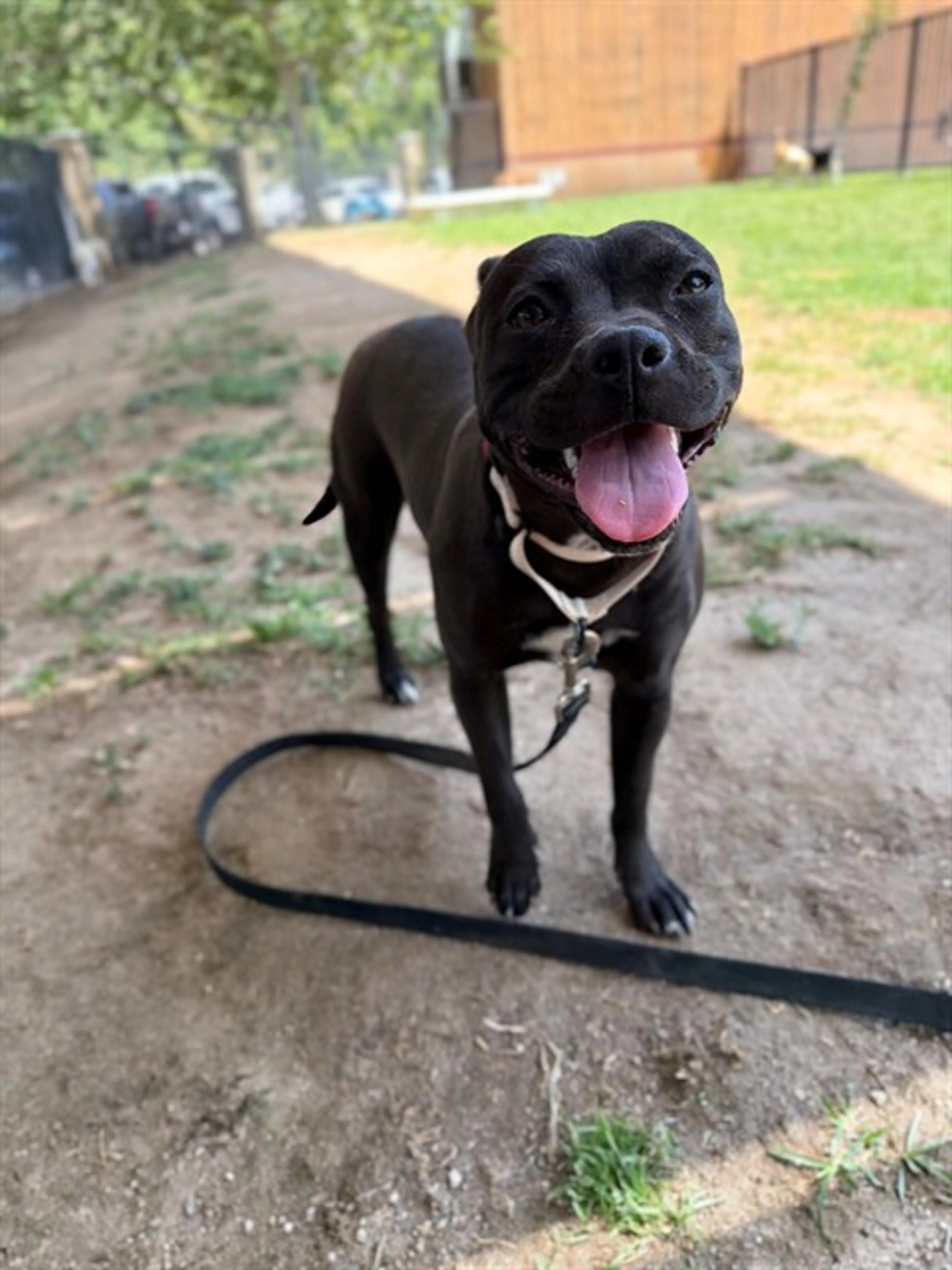 Found pet