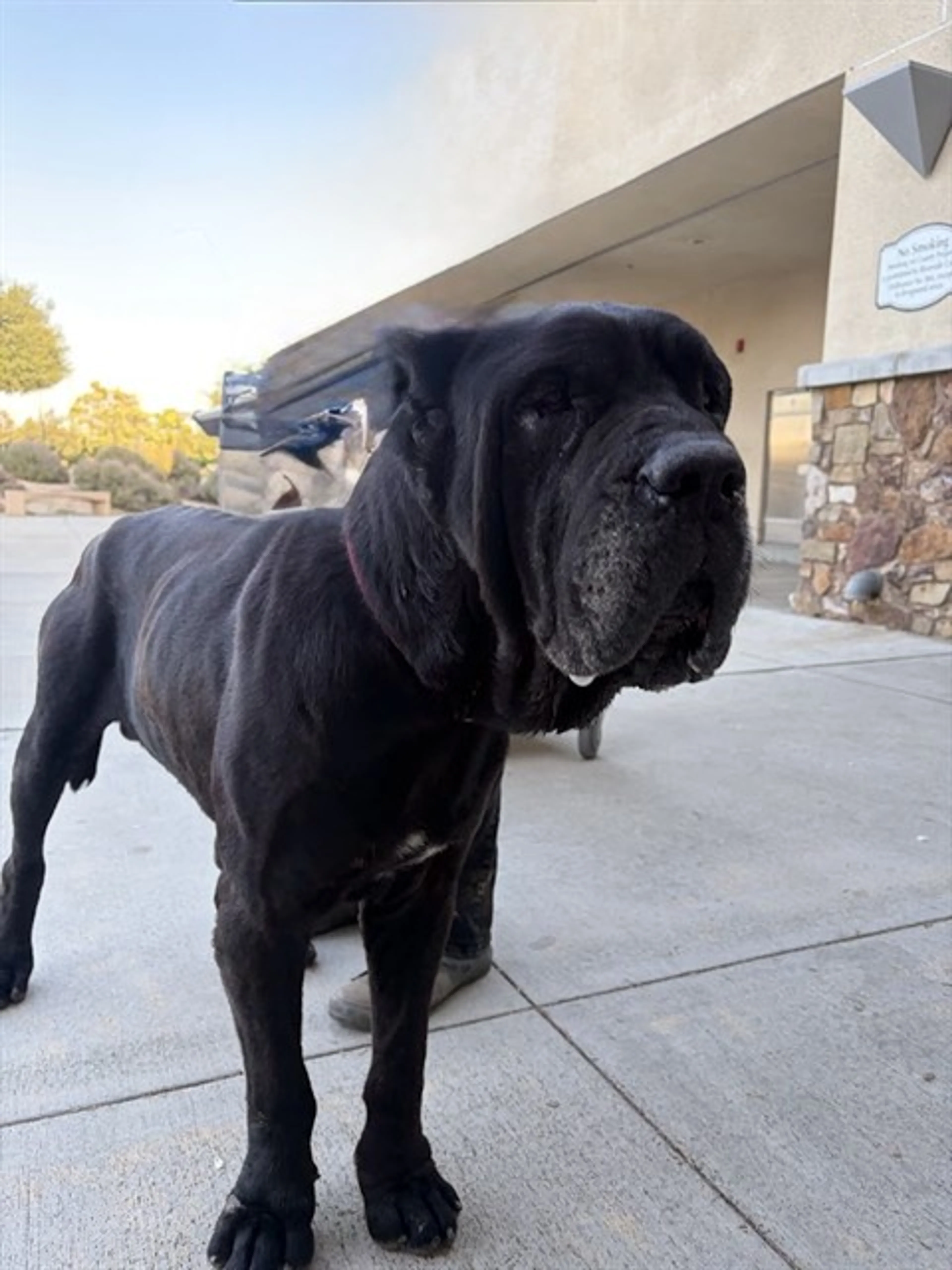 Found pet