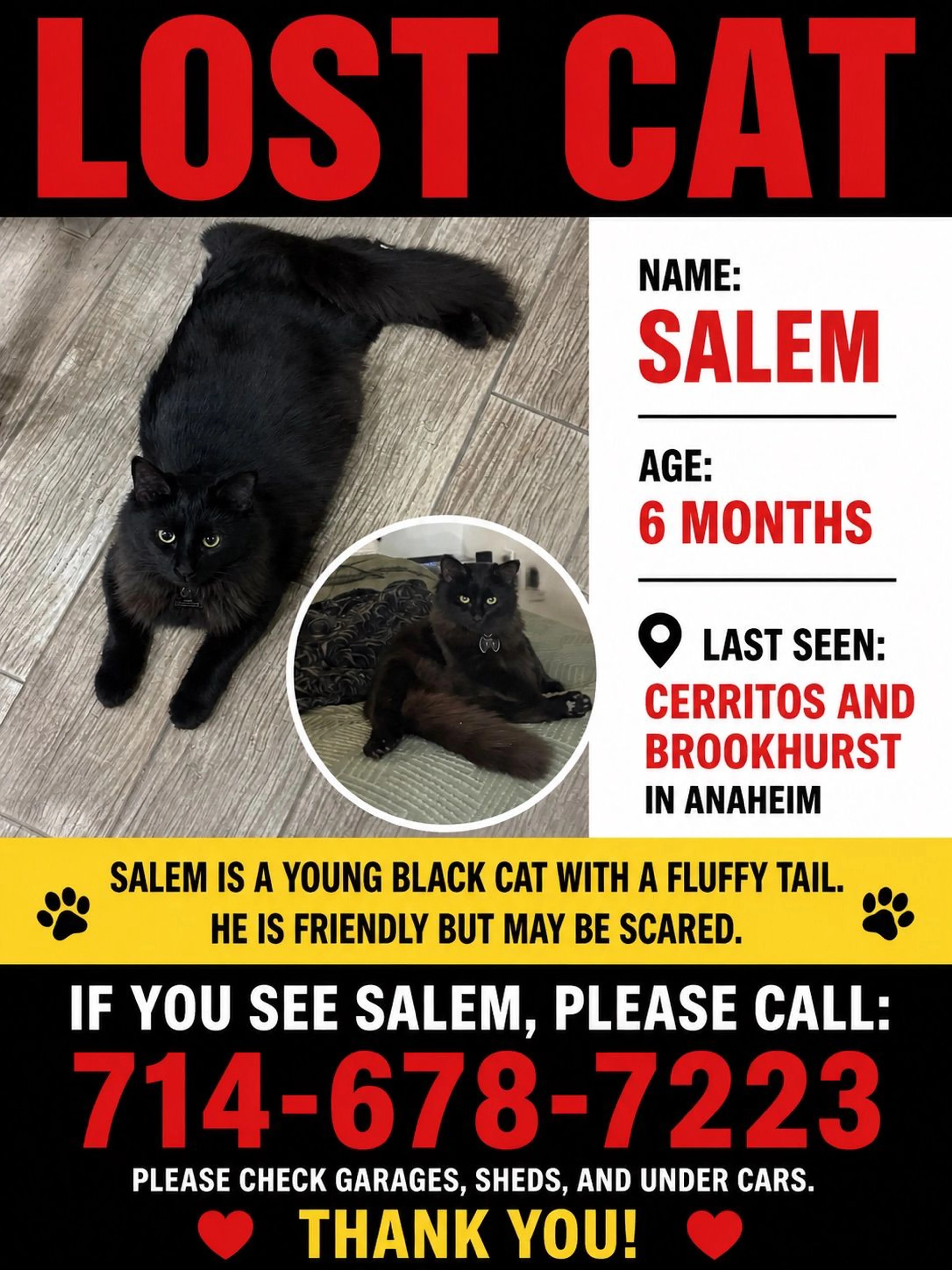 Lost pet