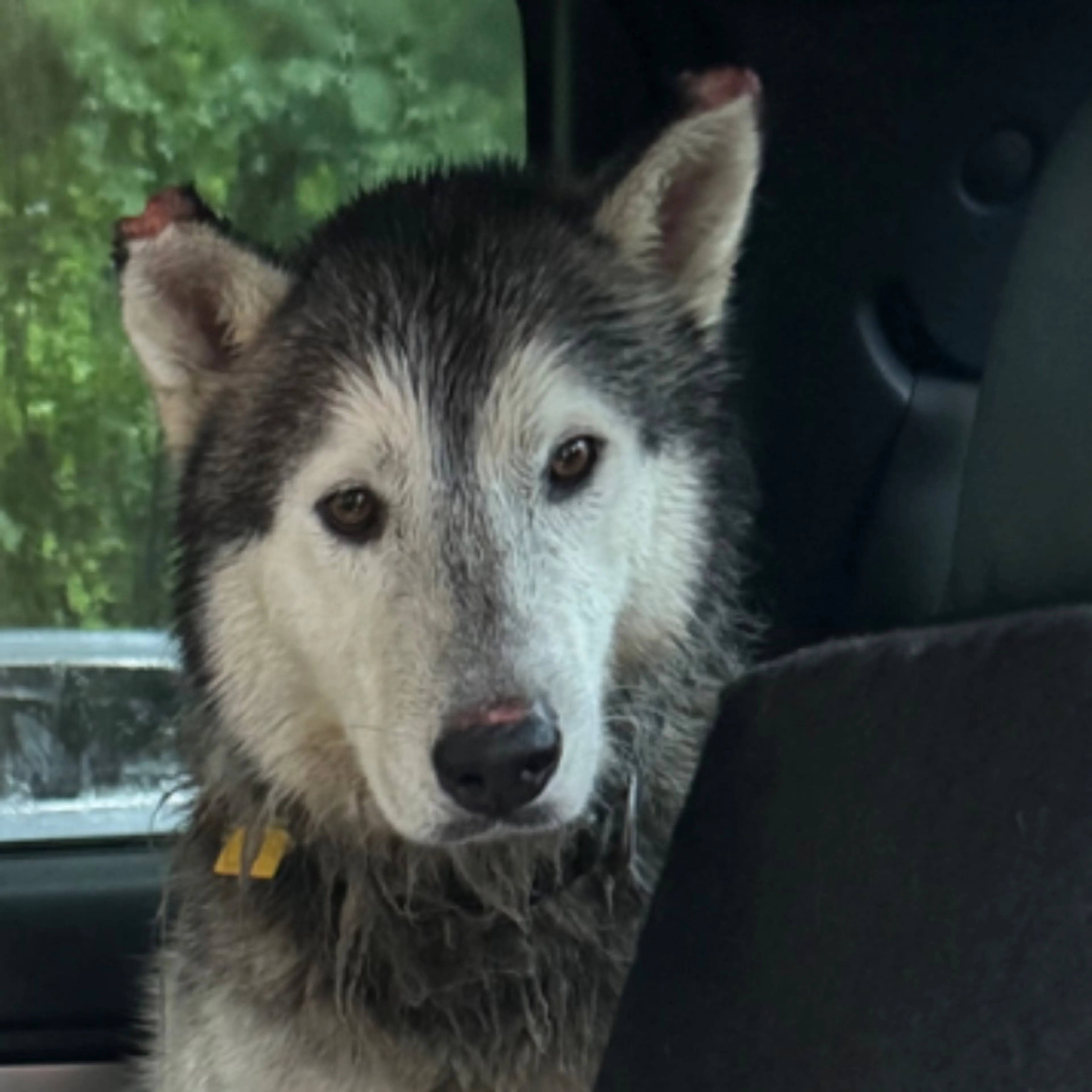 Found pet