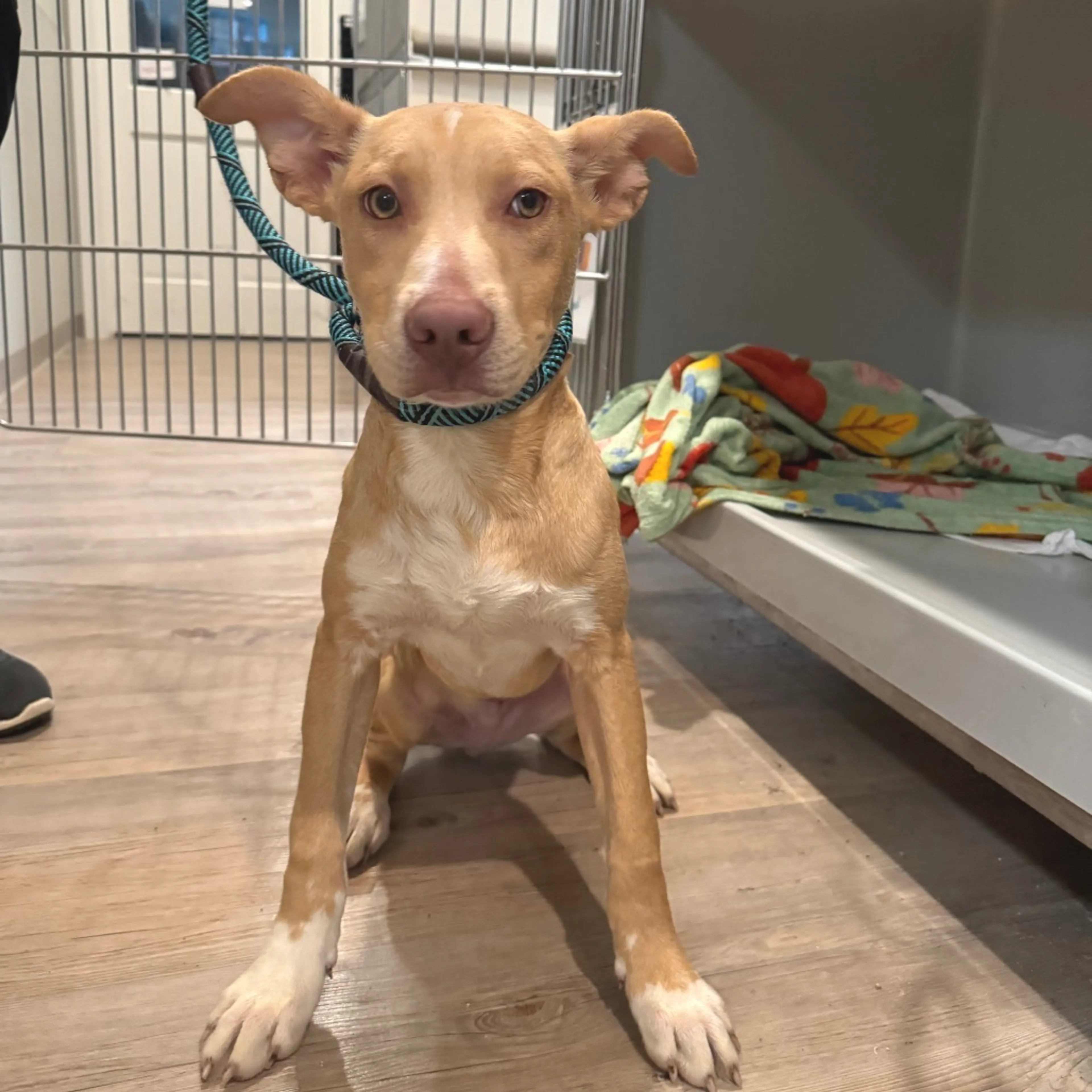 Found pet-2