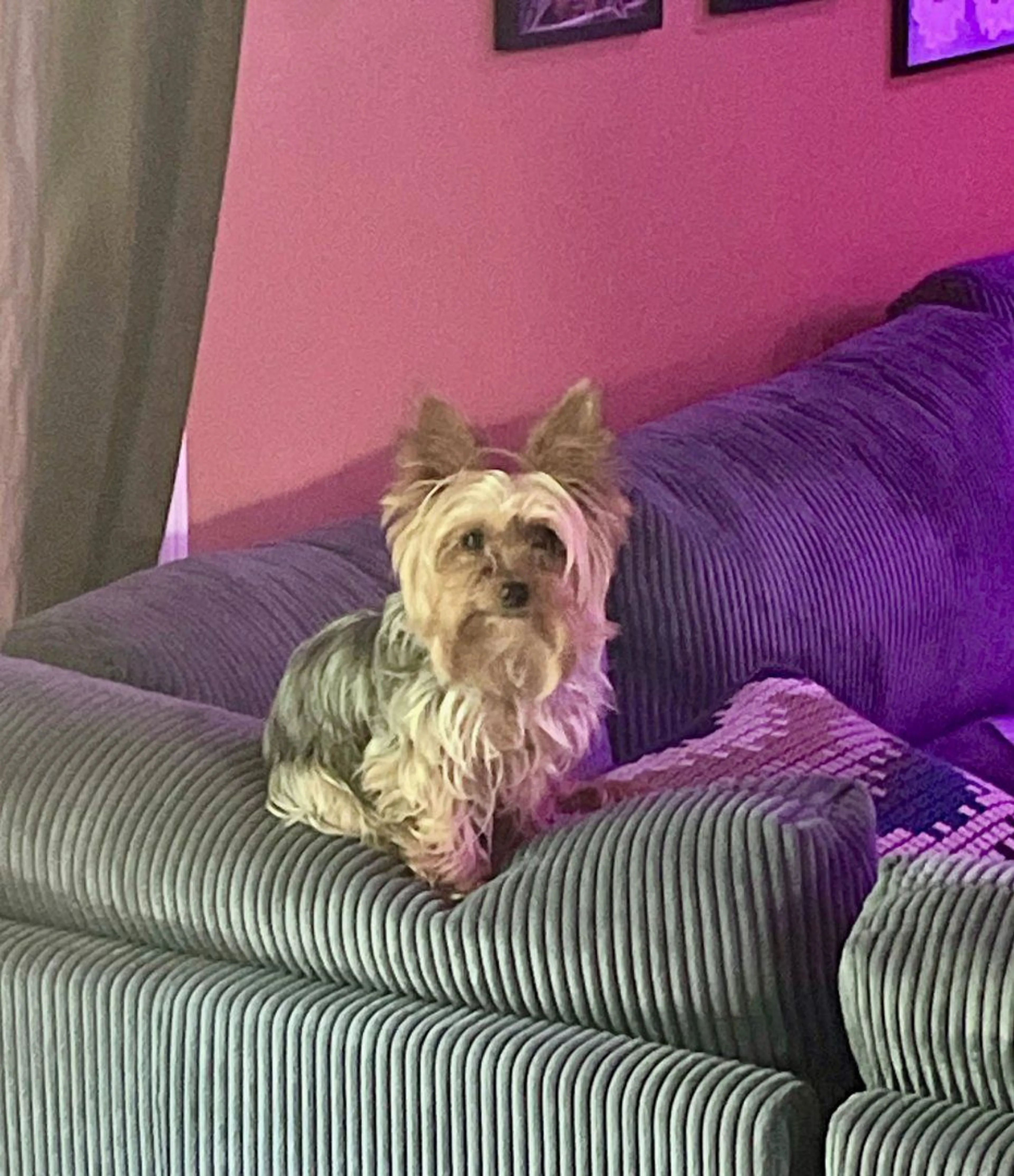 Lost pet