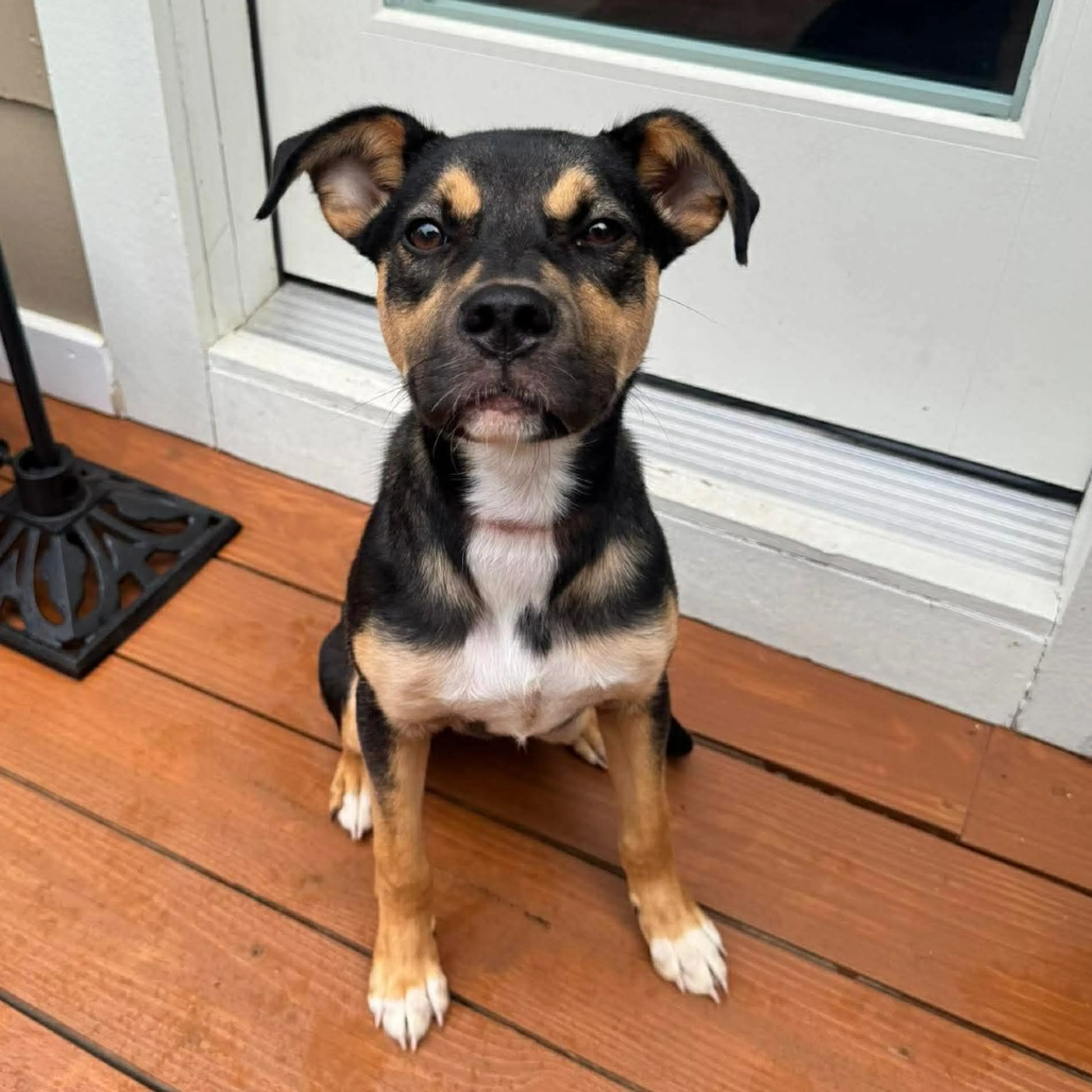 Found pet