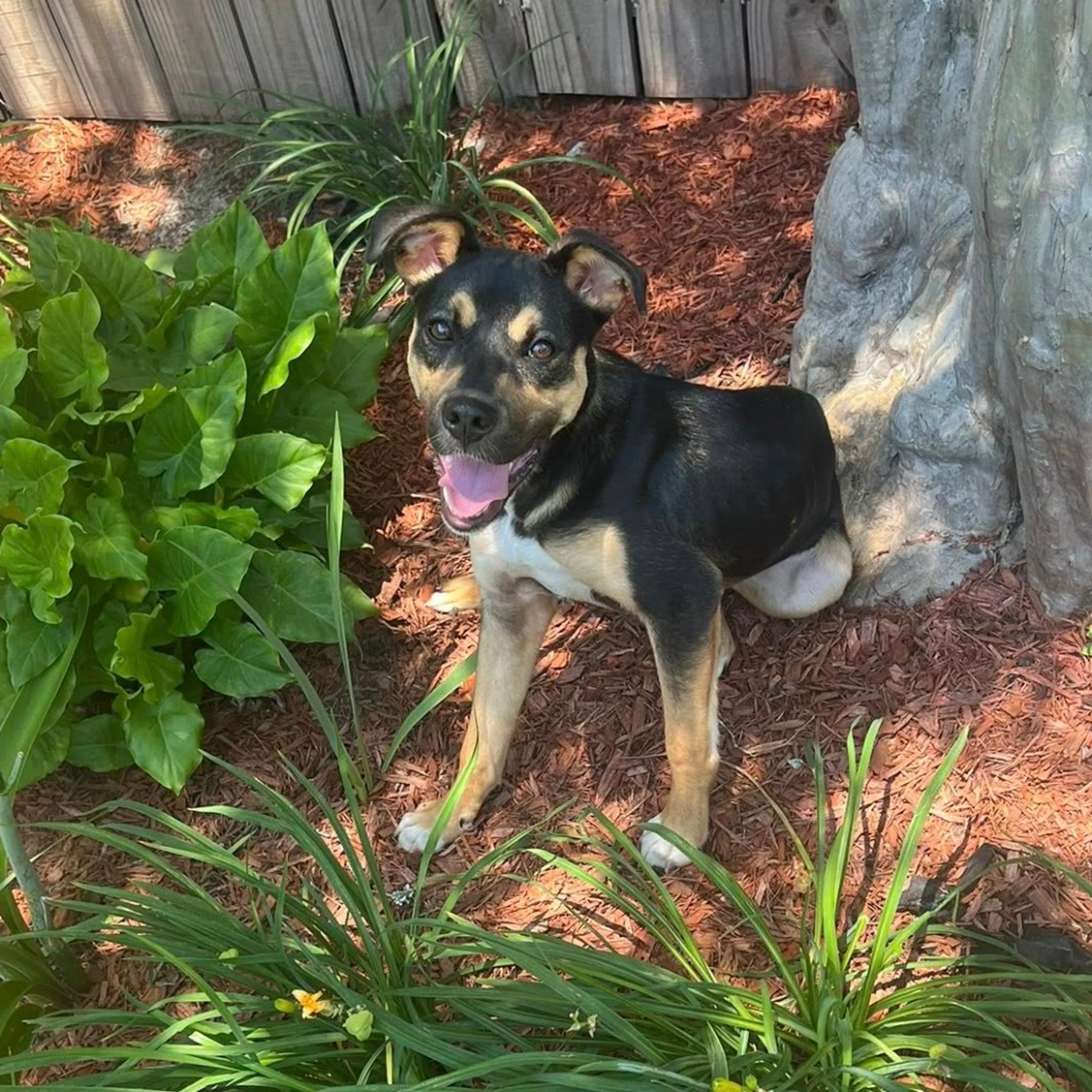 Found pet-1