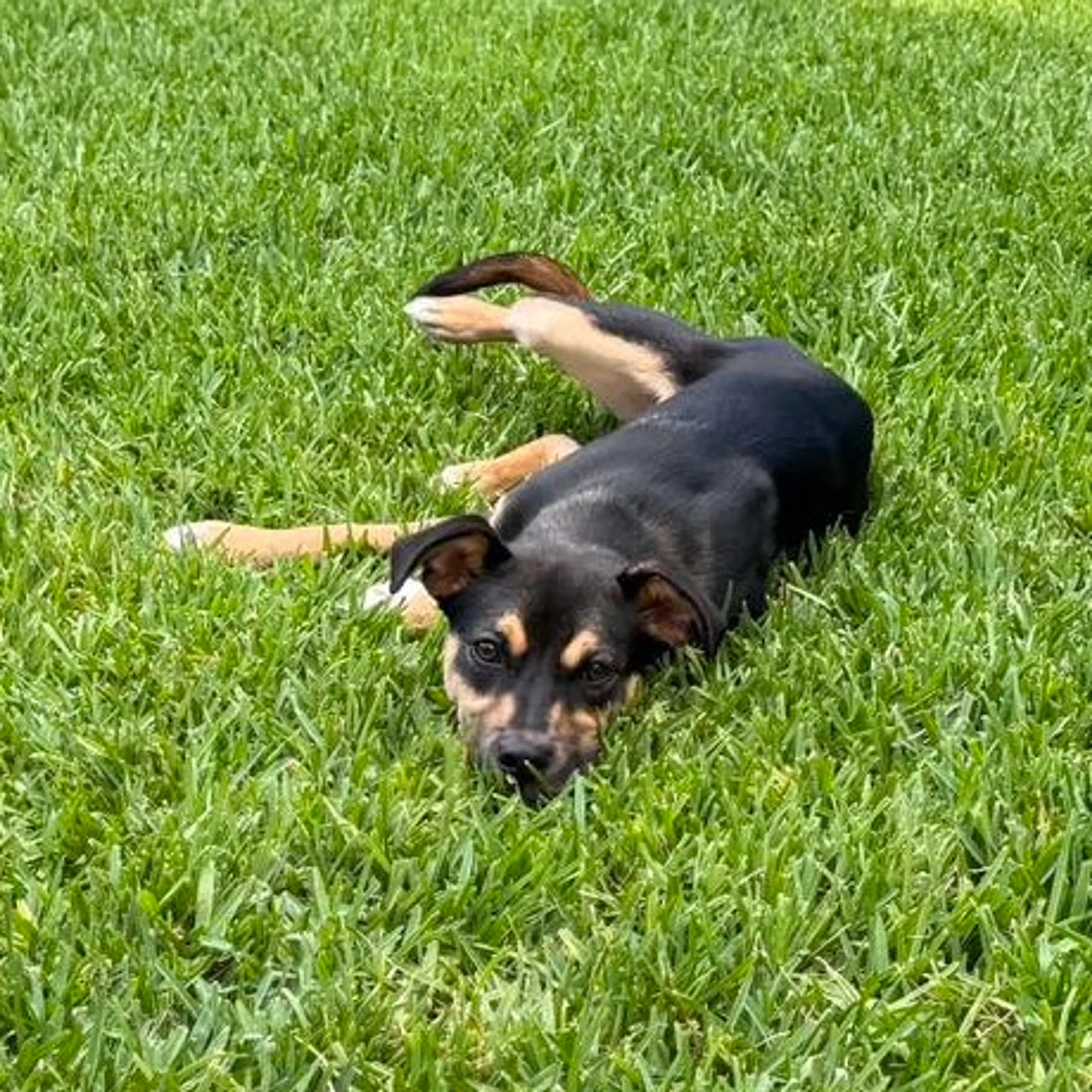 Found pet-3