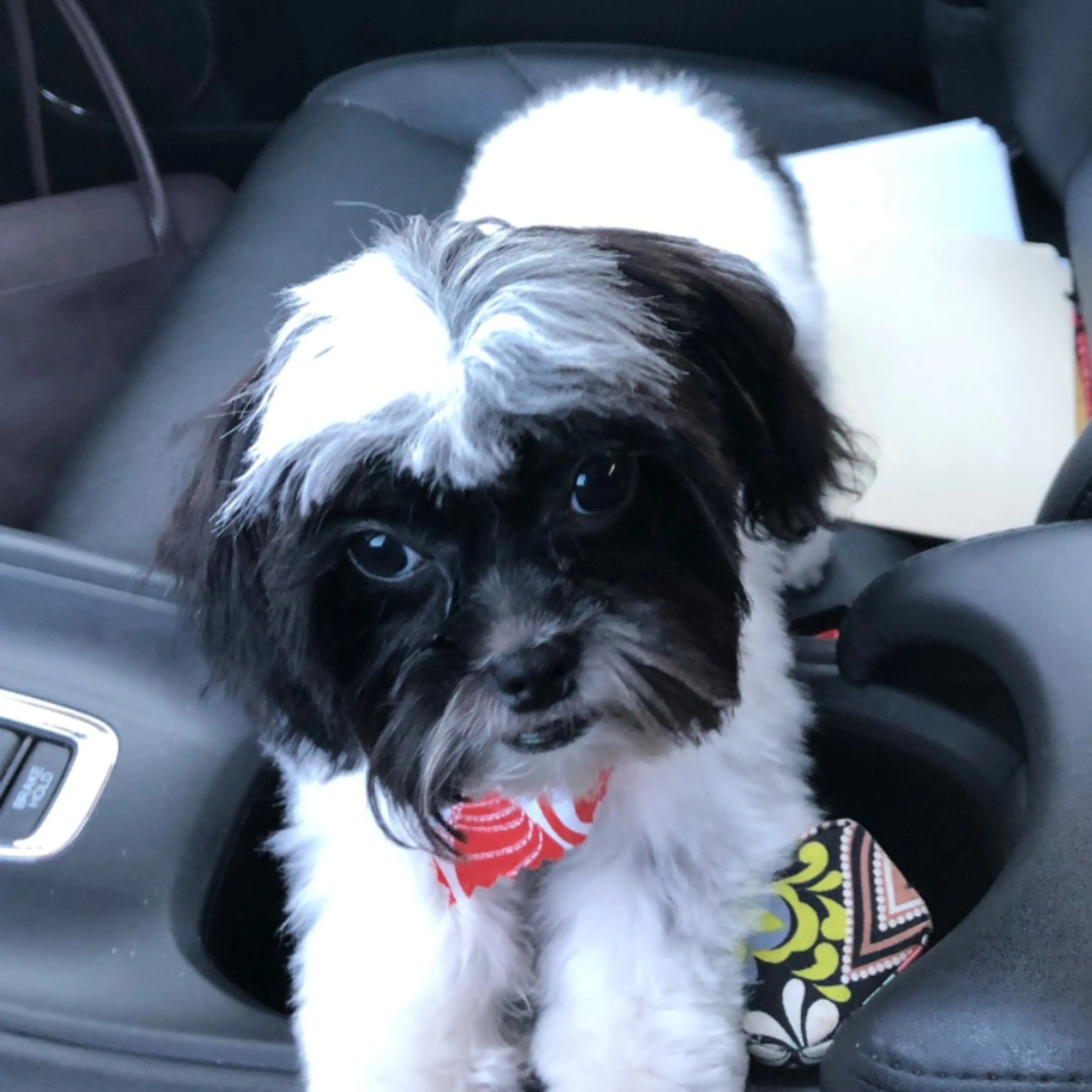 Lost pet