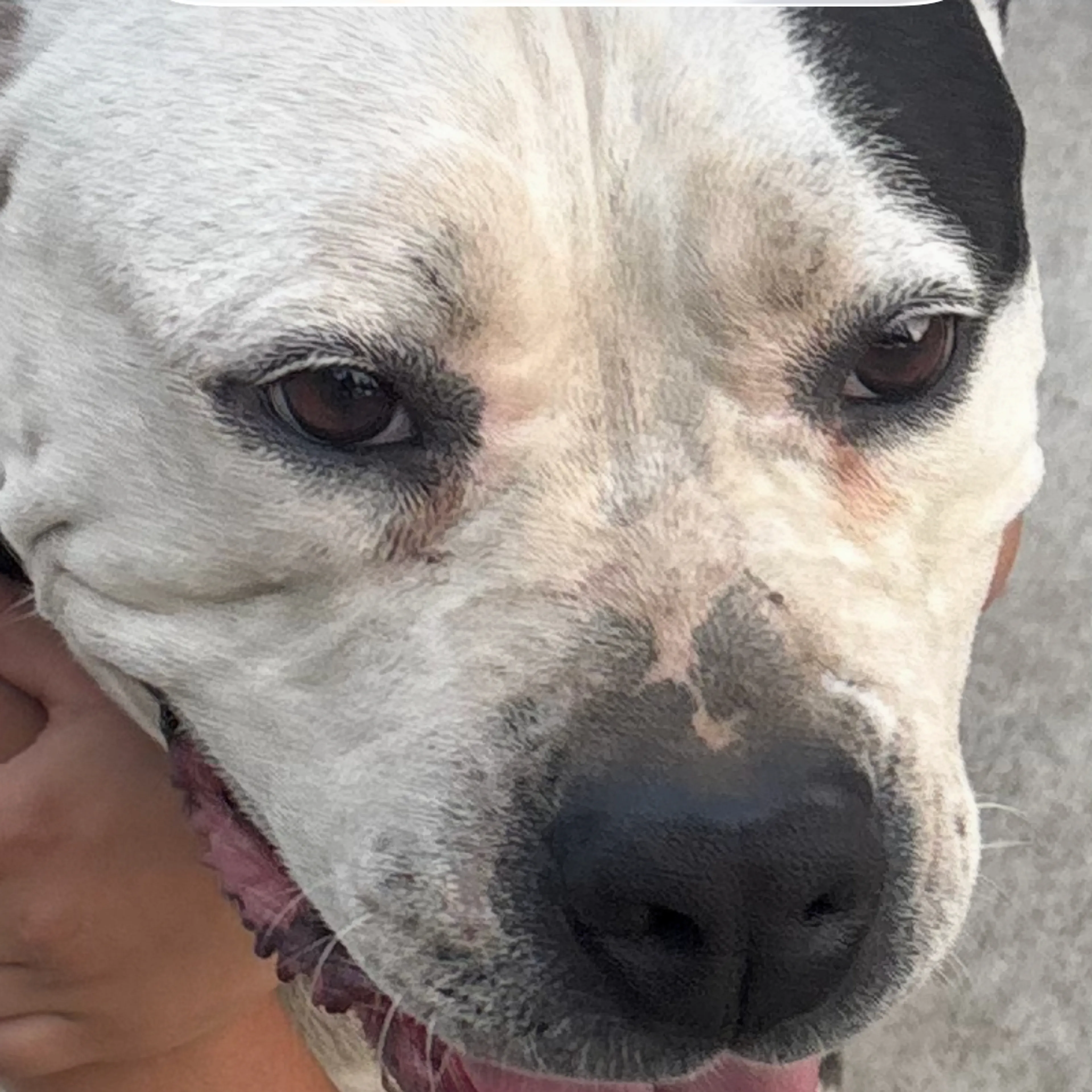 Lost pet-1