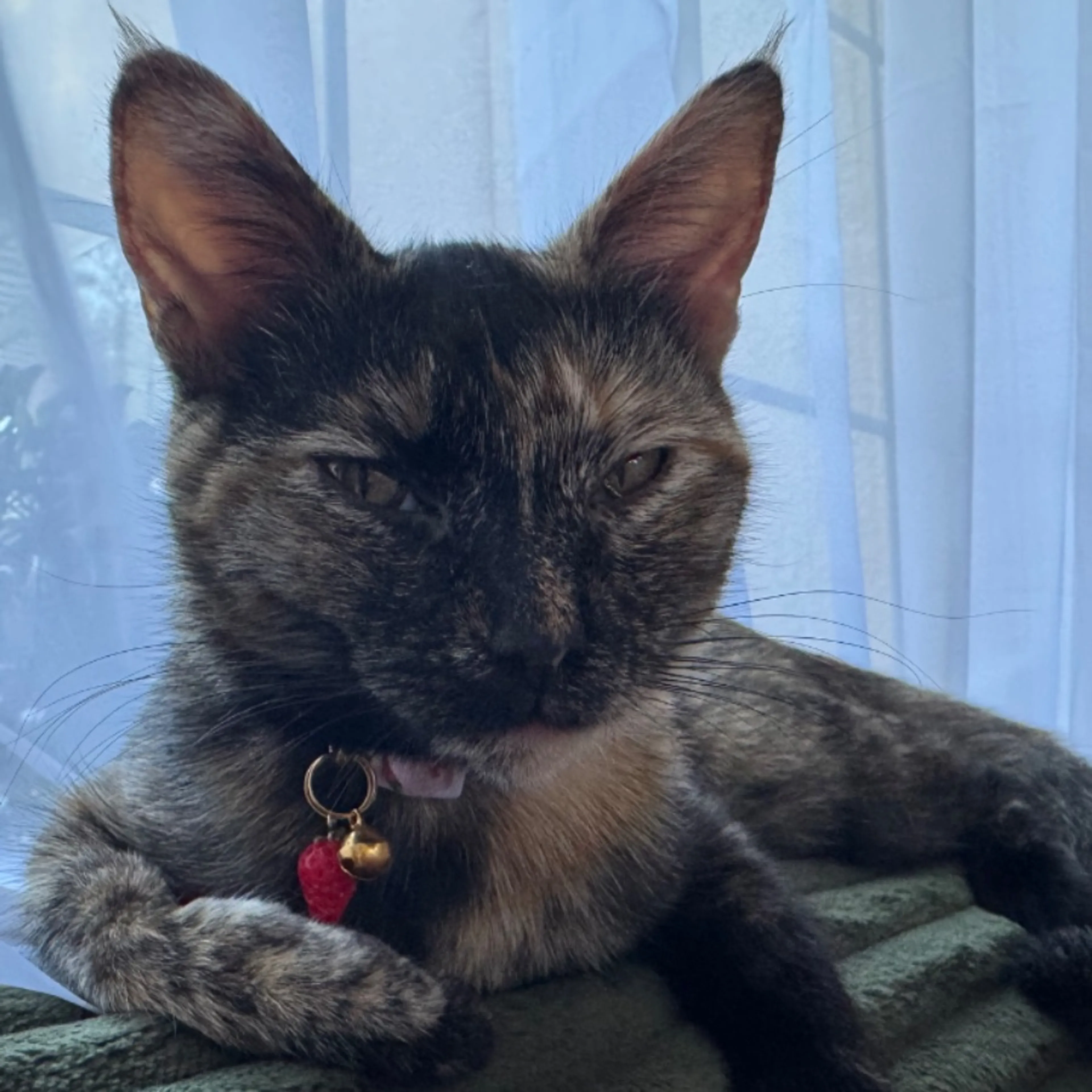 Lost pet