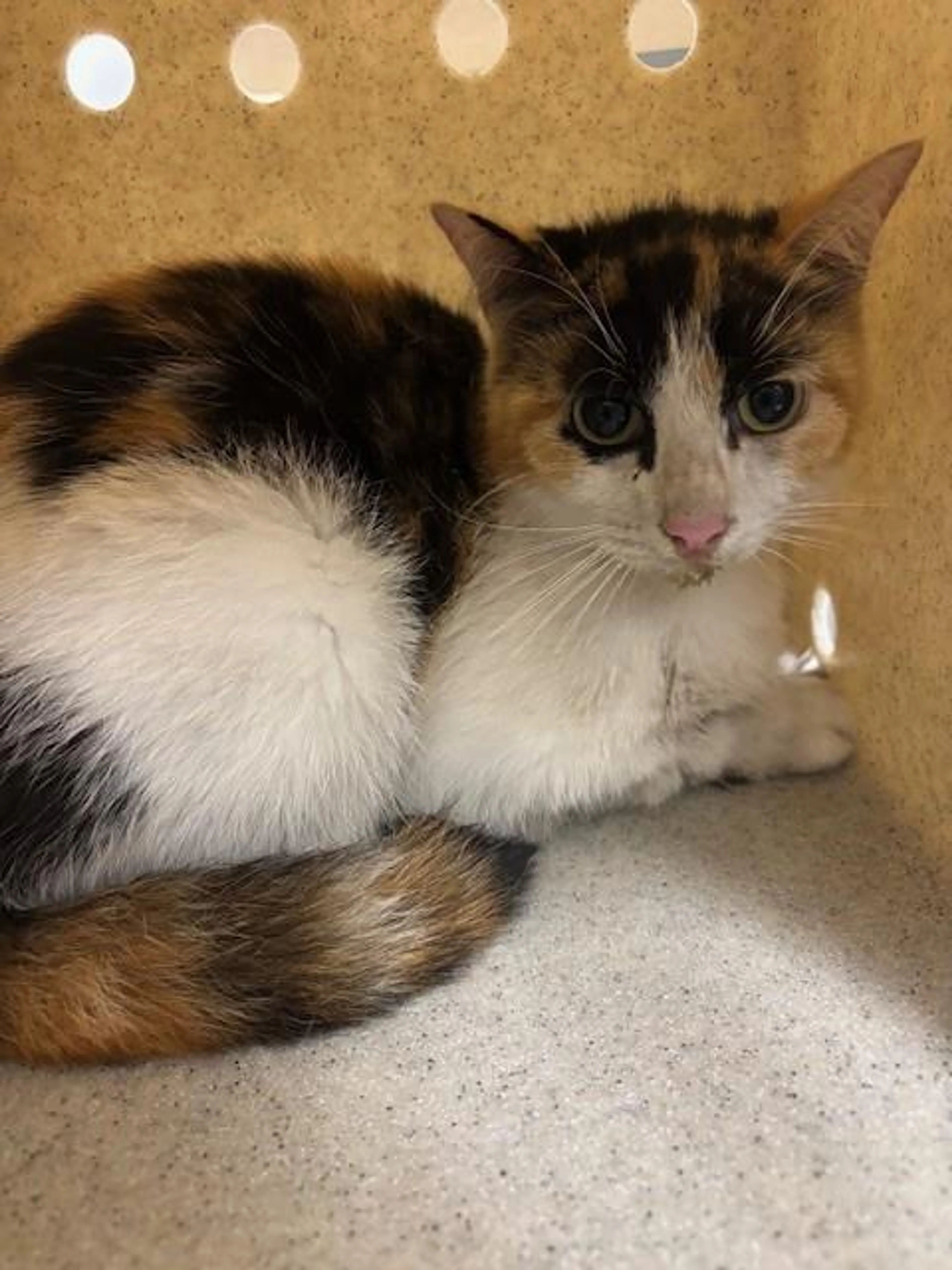 Found pet
