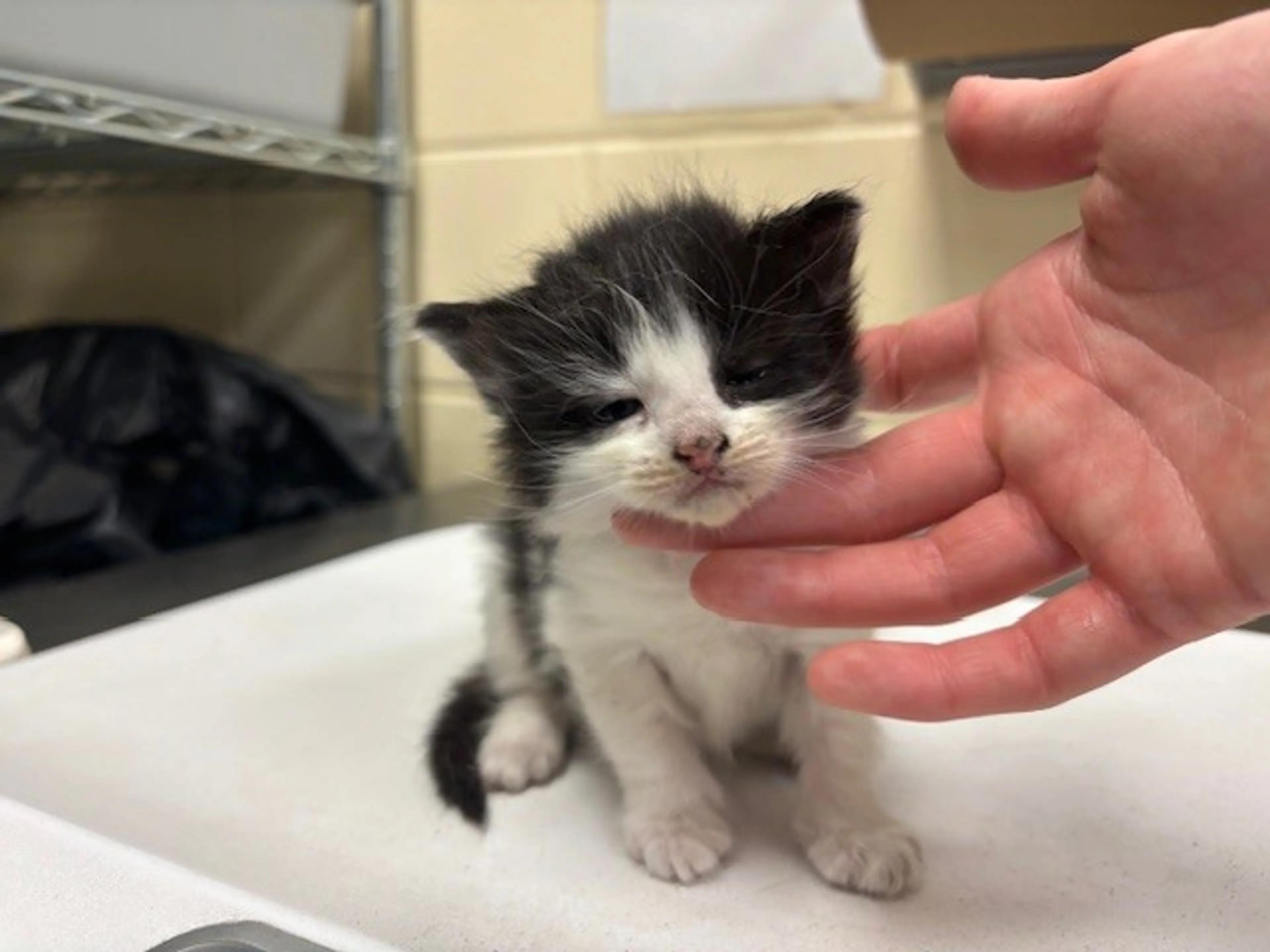Found pet