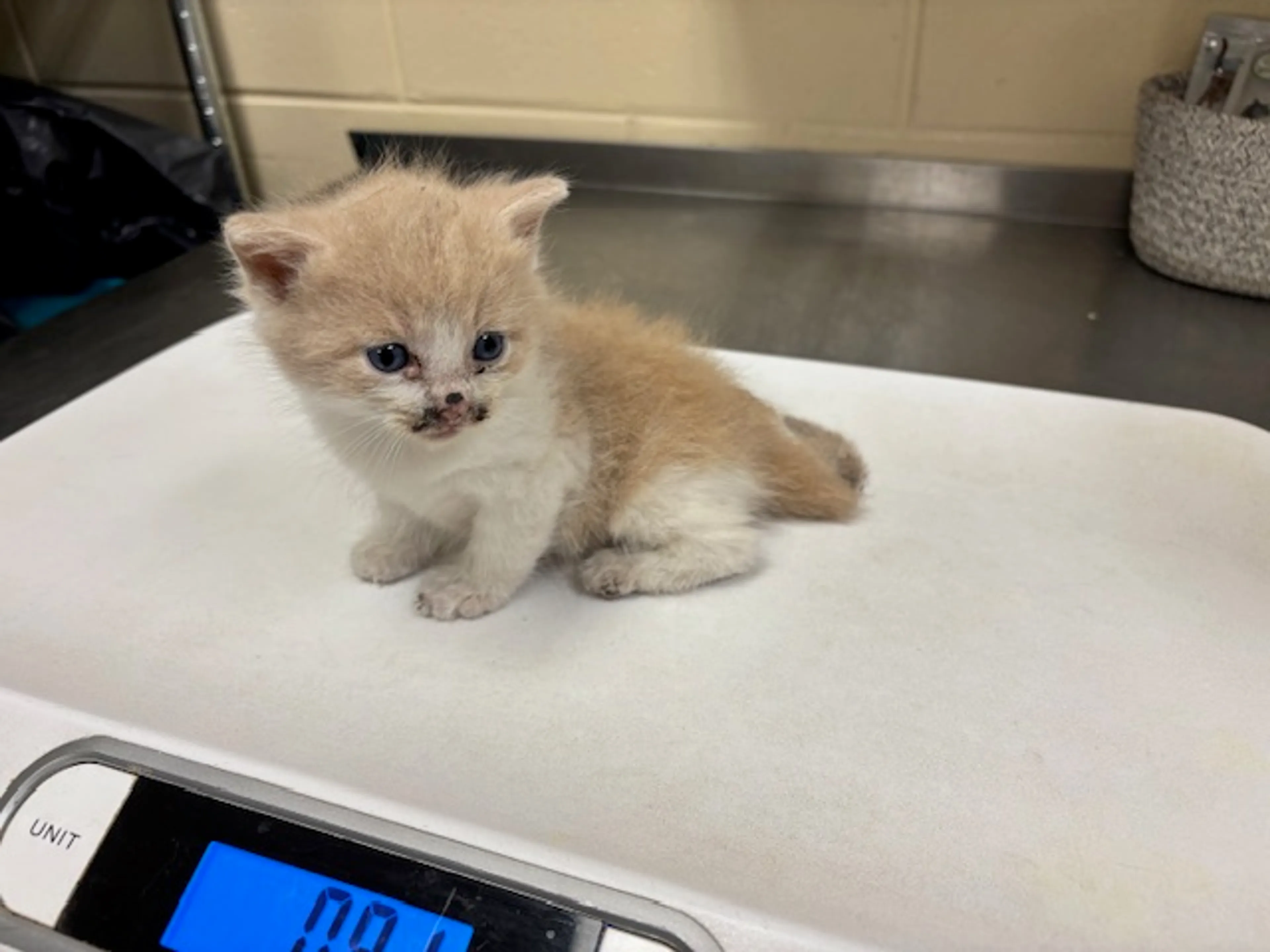 Found pet