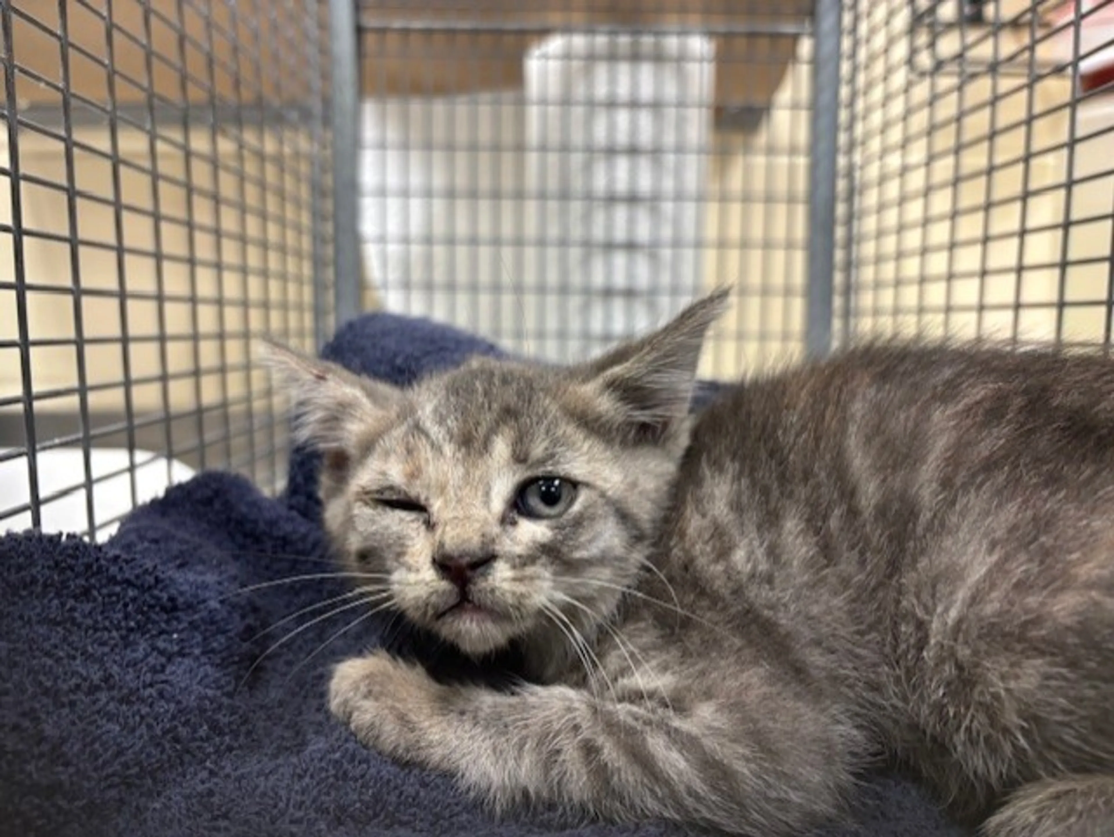 Found pet
