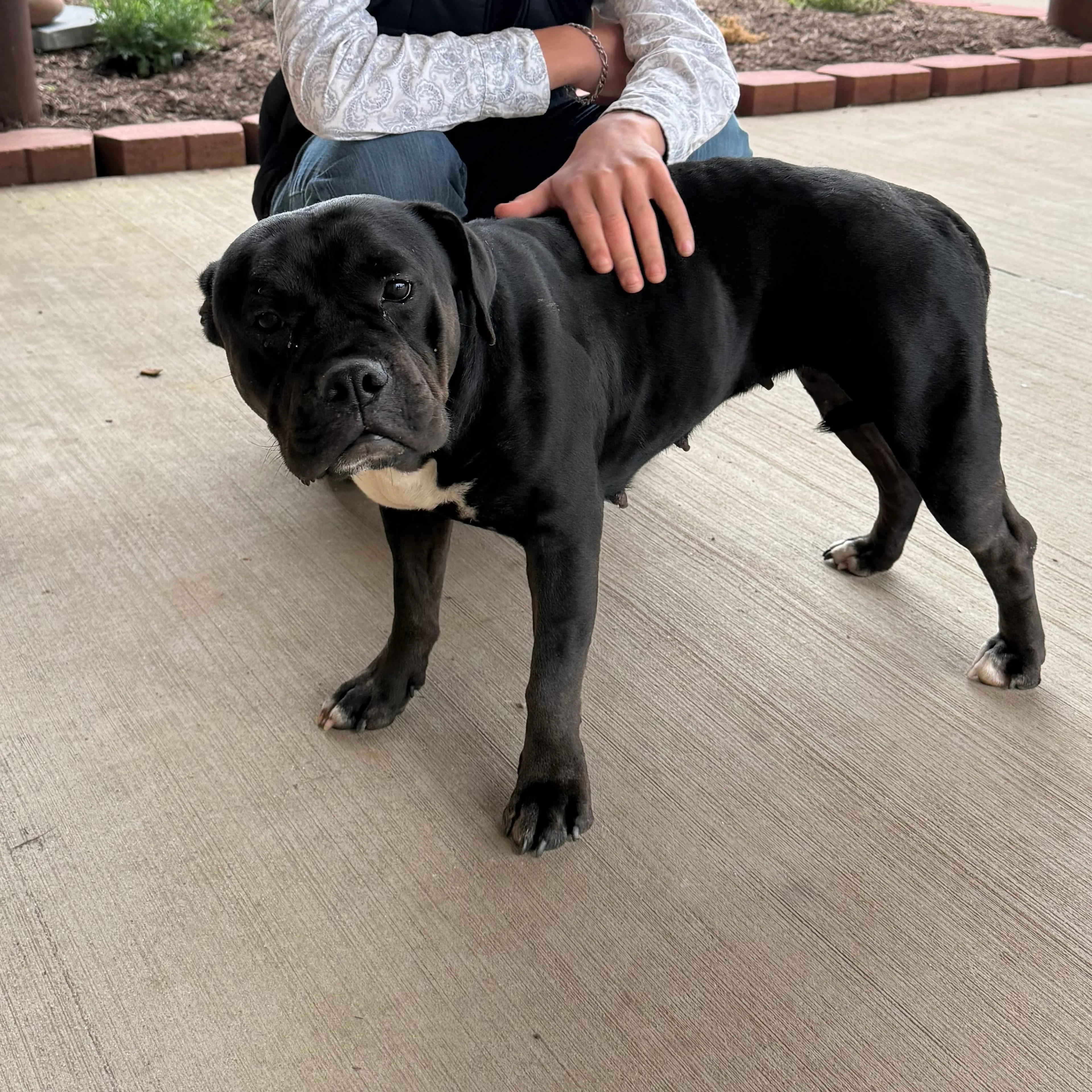 Found pet-1