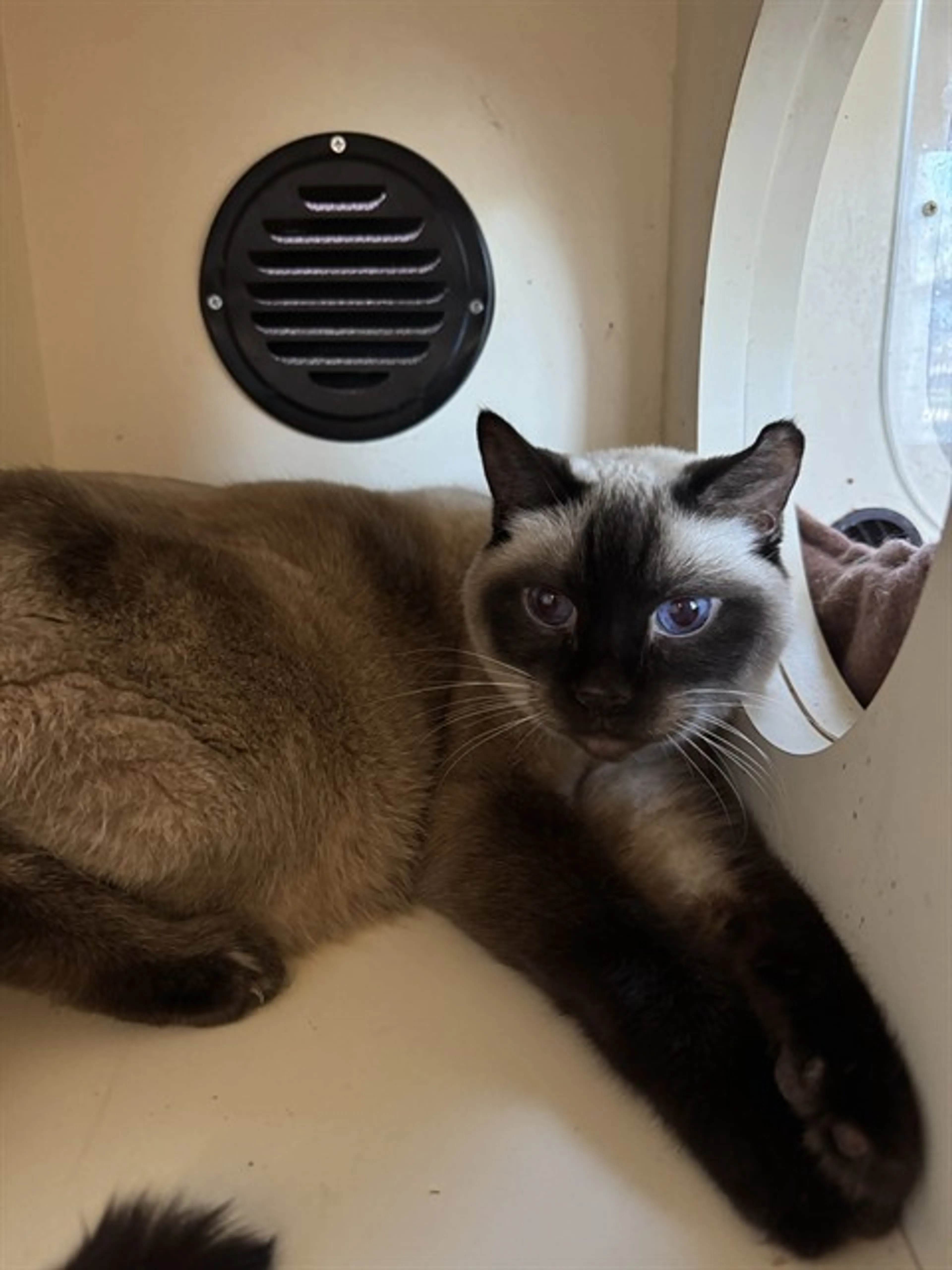 Found pet