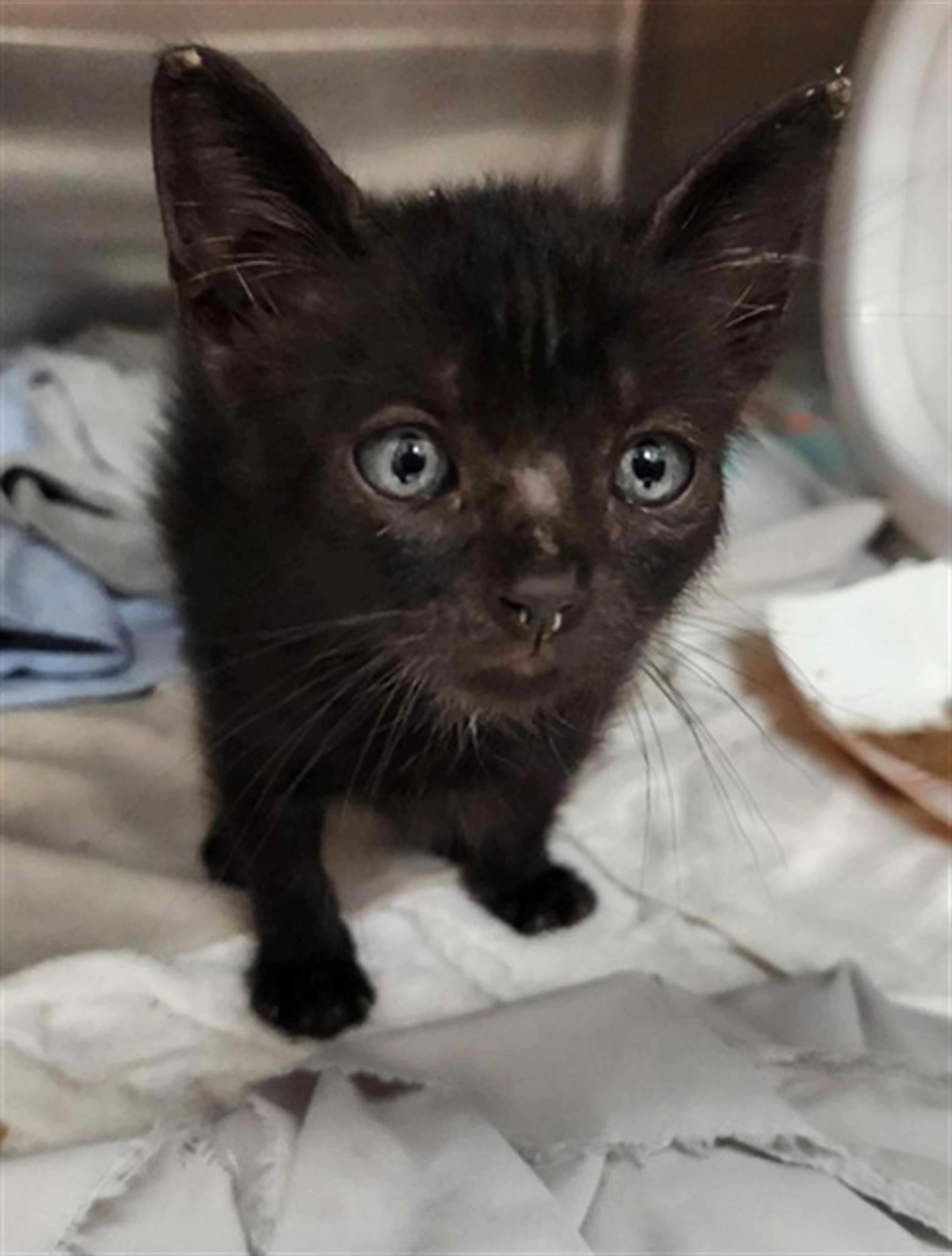 Found pet