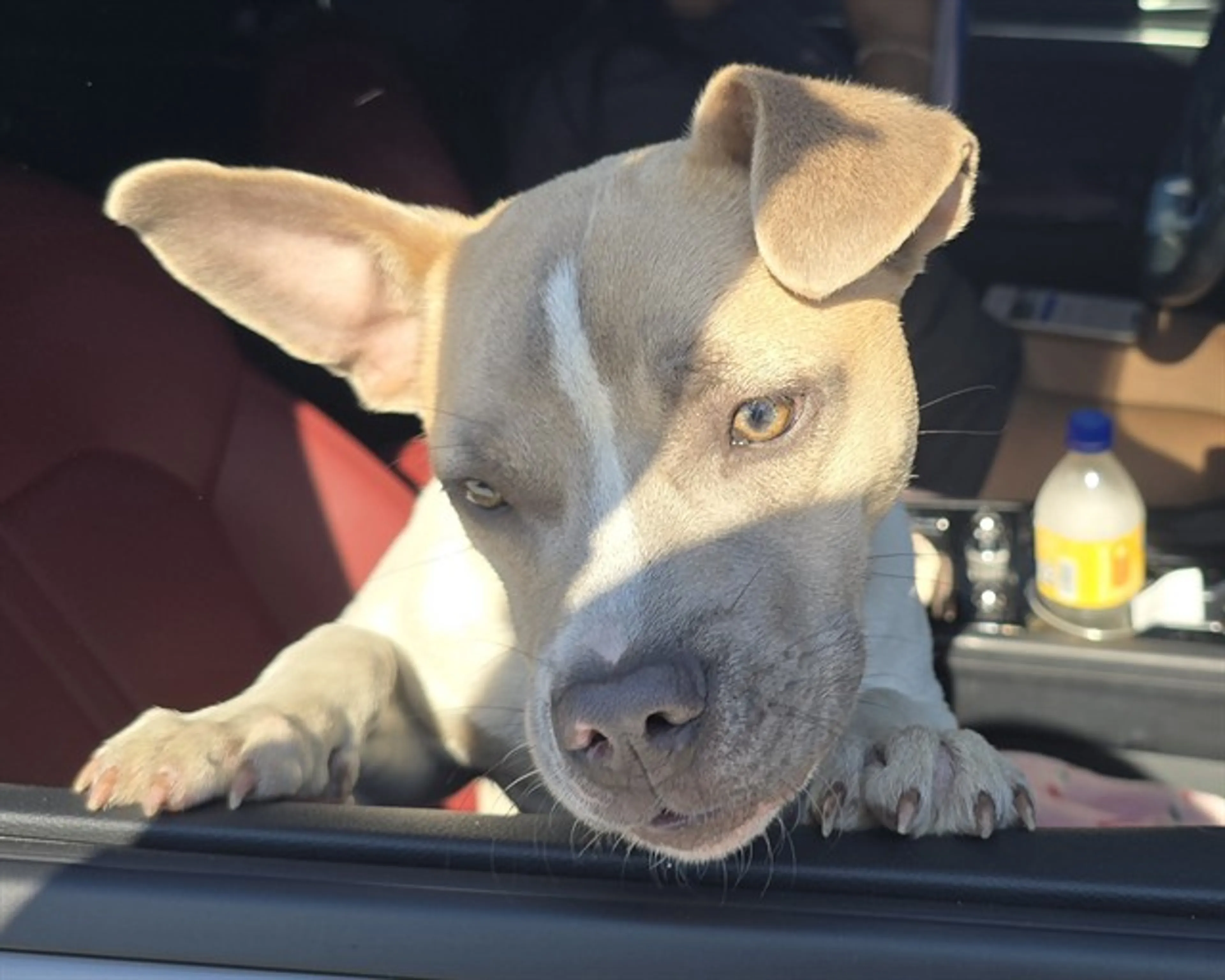 Found pet