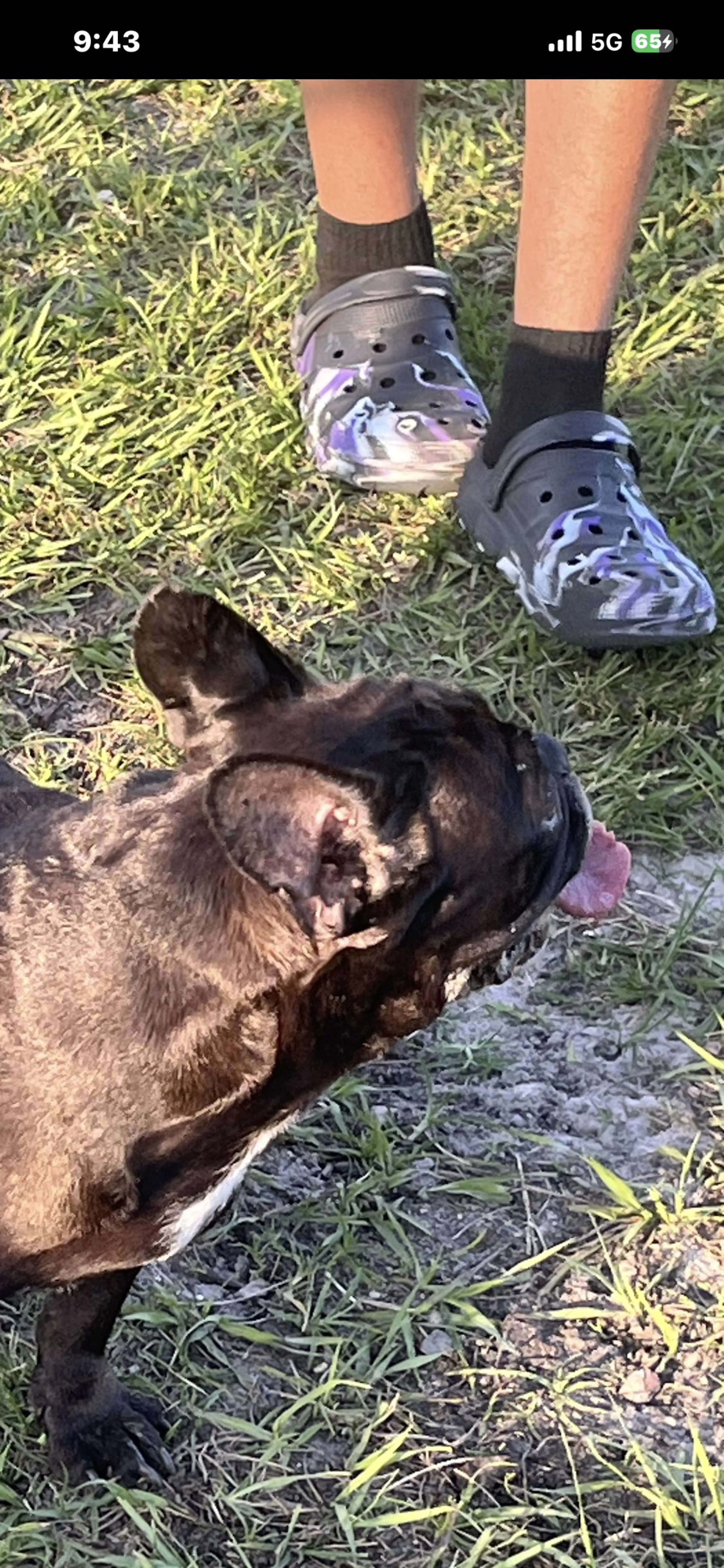 Lost pet-1