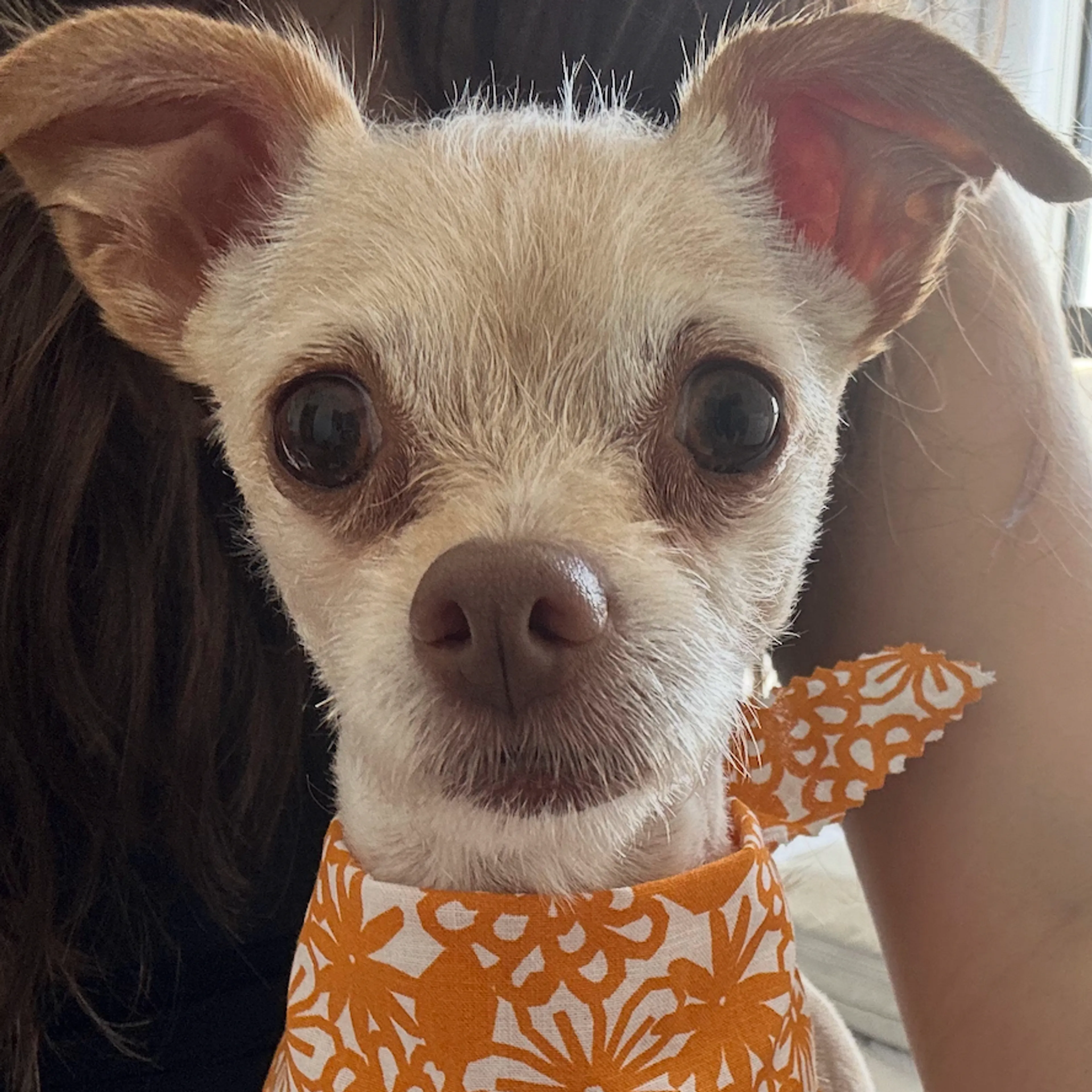 Lost pet-2