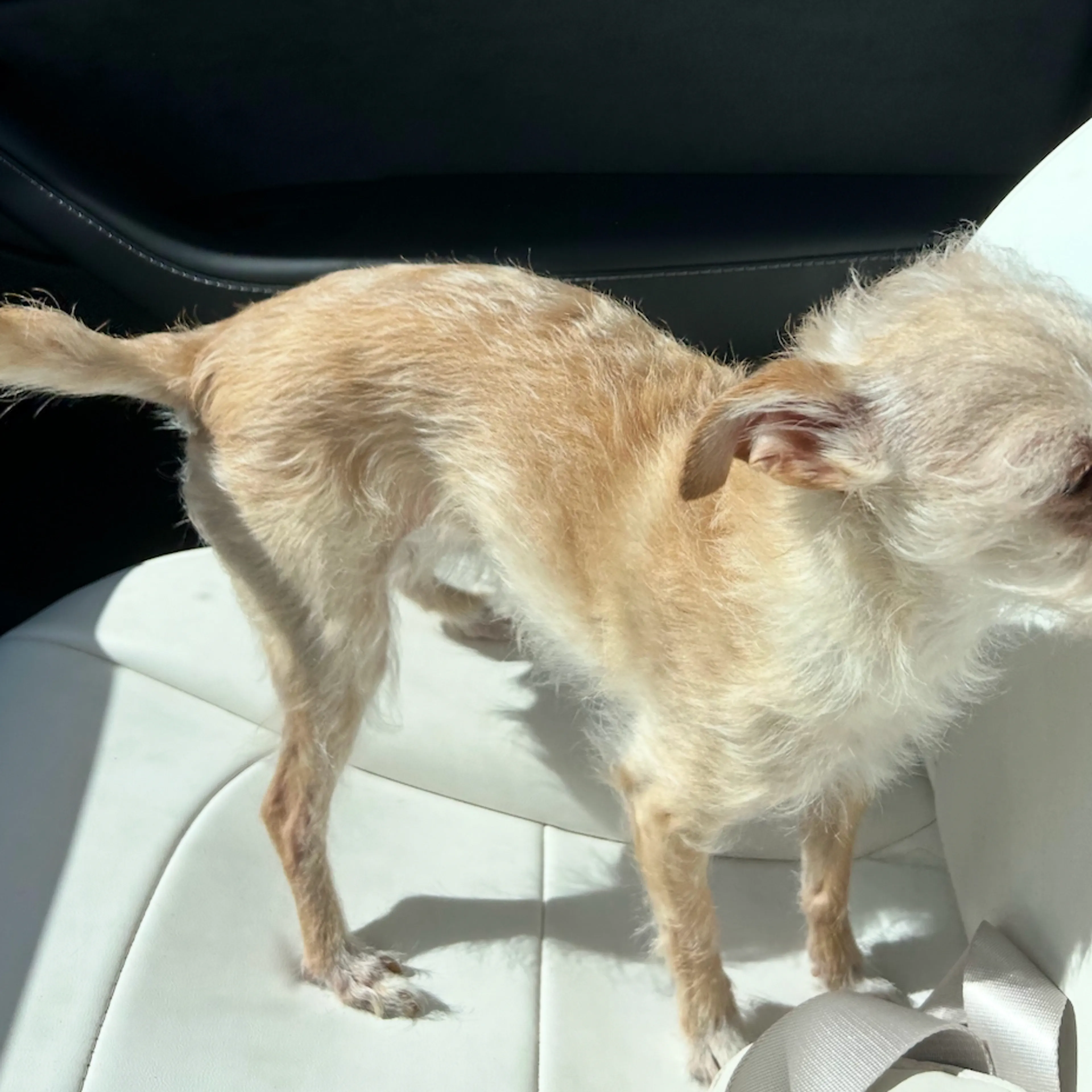 Lost pet-1