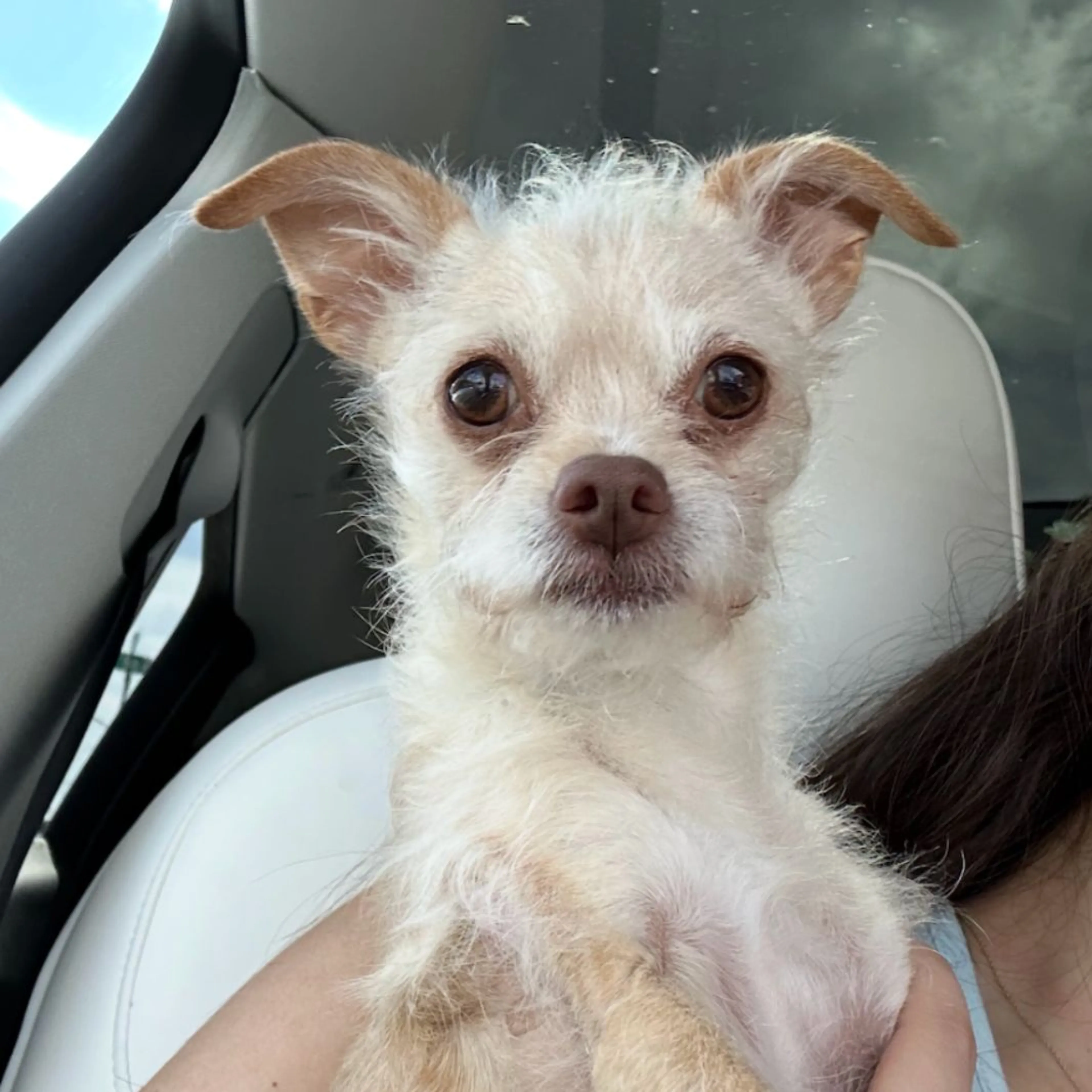 Lost pet-0