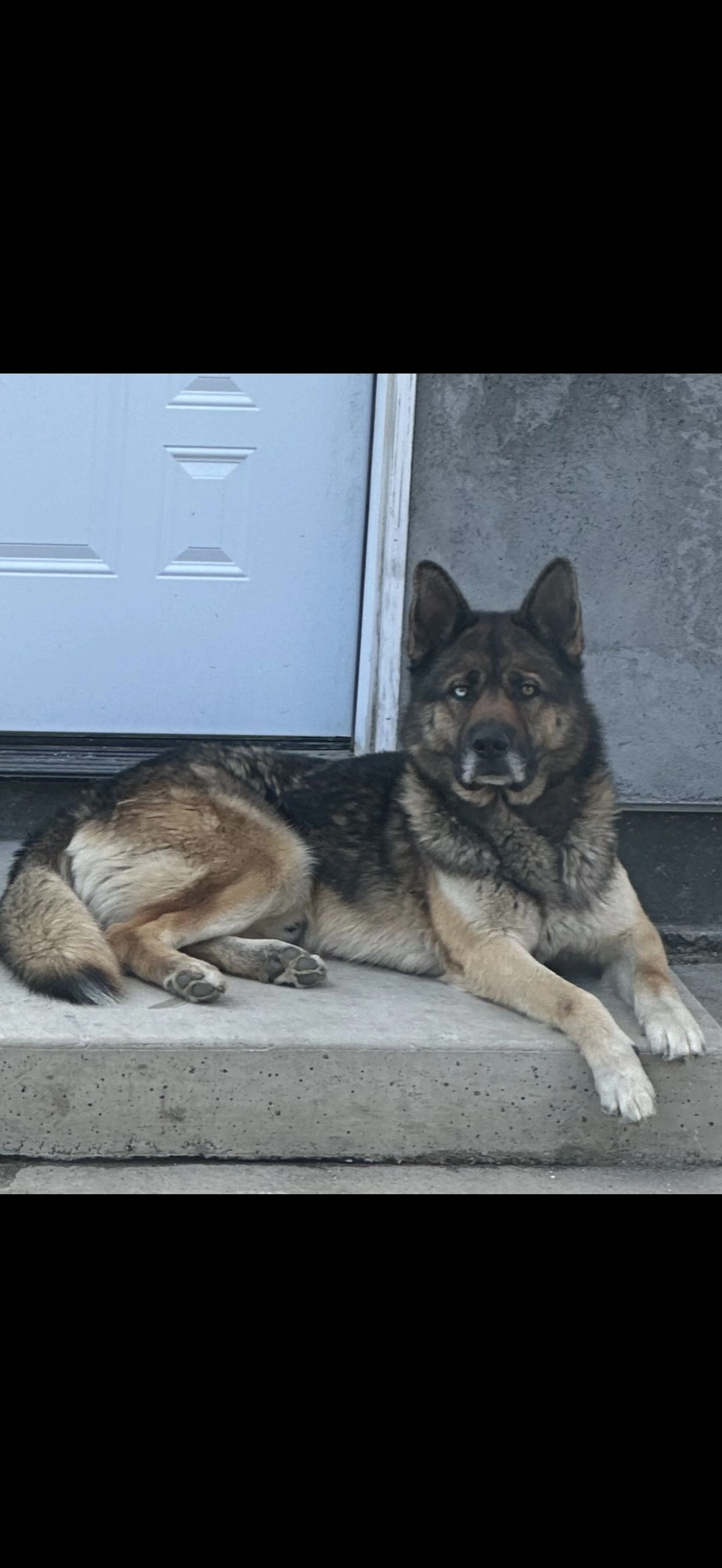 Lost pet