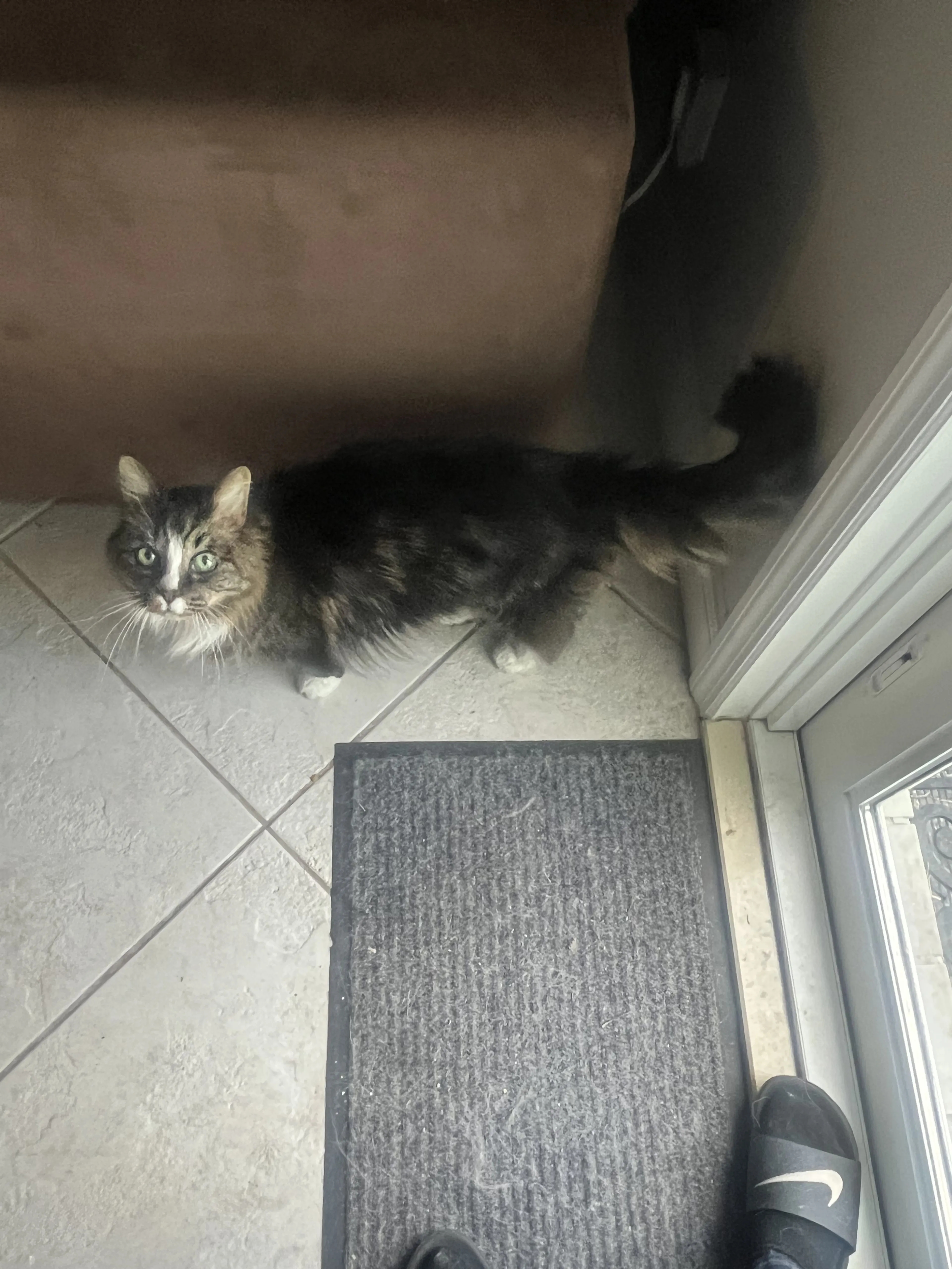 Lost pet-2