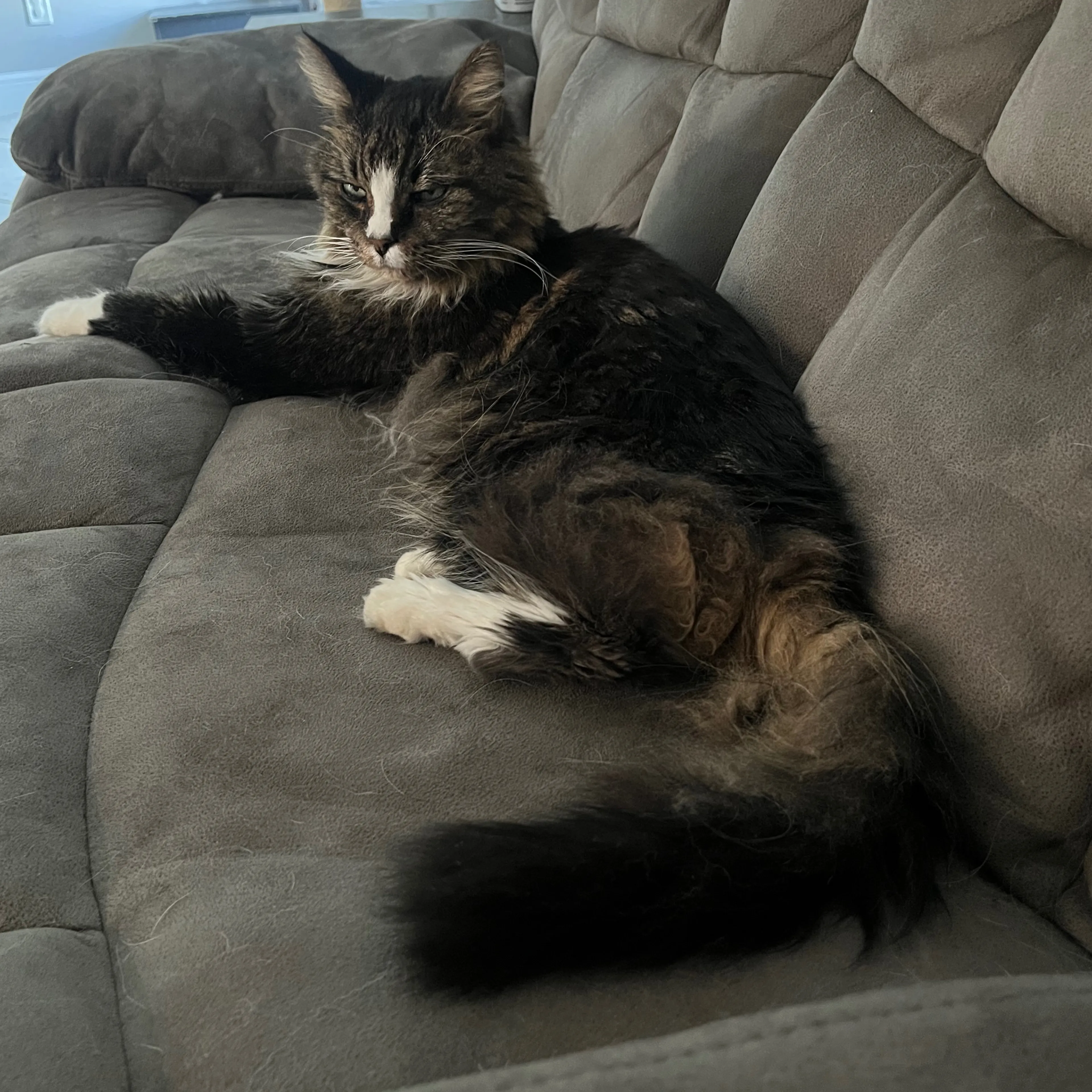 Lost pet-1